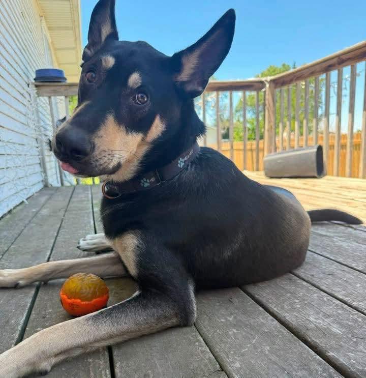 Enlarge Zuko, a Adoptable mixed breed in Grand Island, NE image 3/4