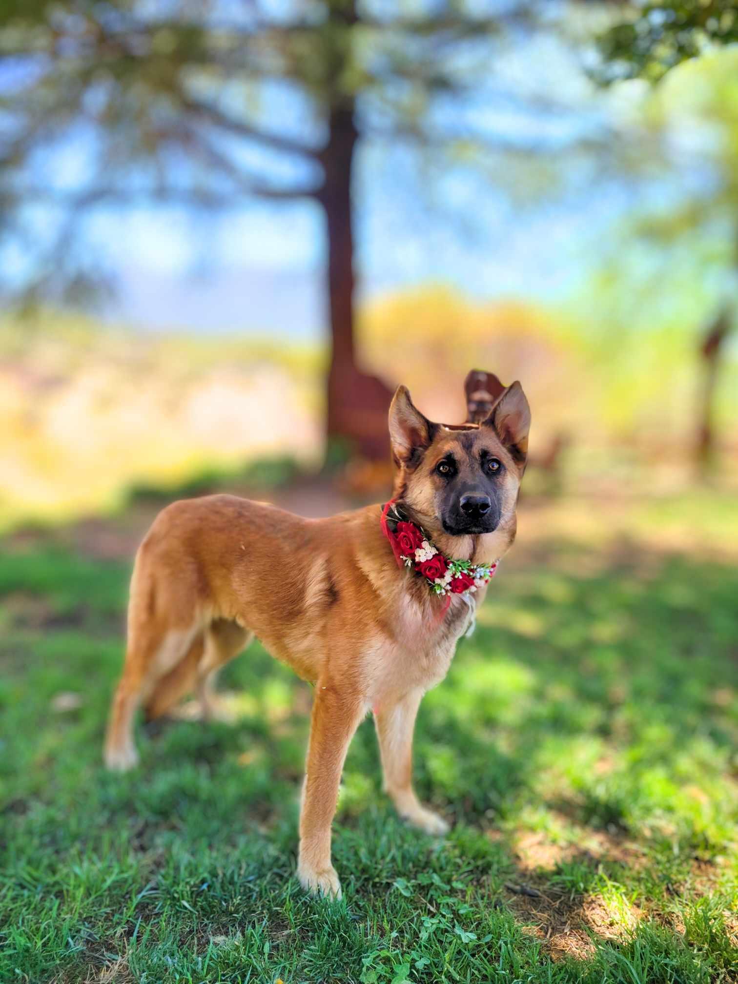 Nikki, Adoptable, Young Female German Shepherd Dog.