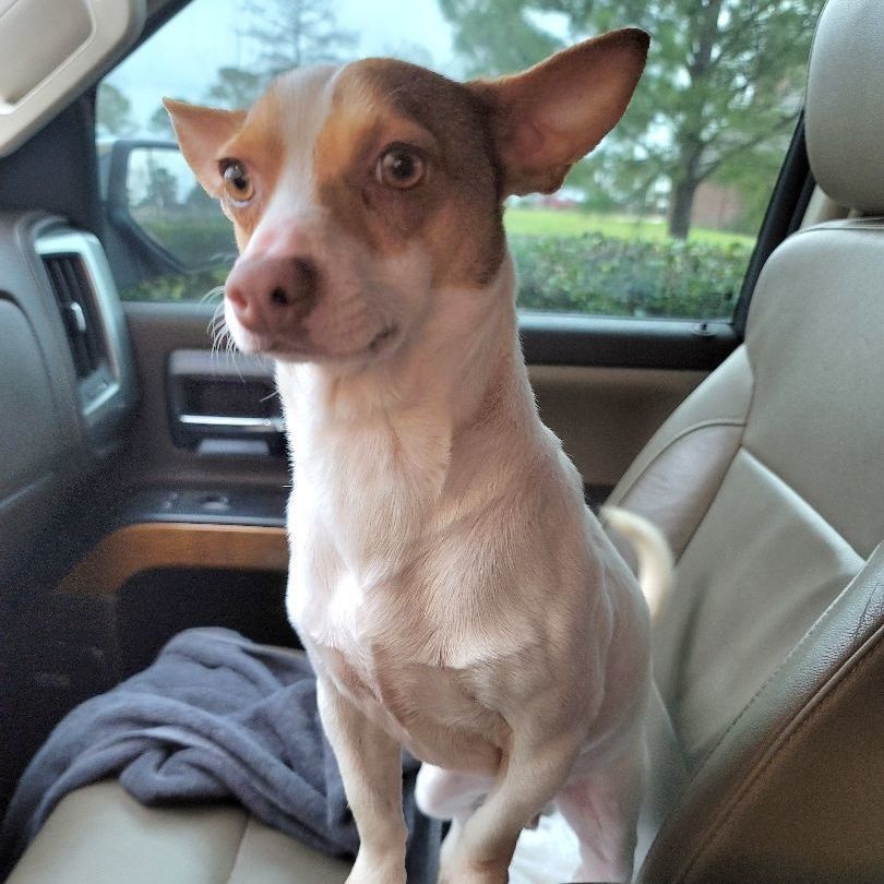 Enlarge Mr Dorito, a Adoptable mixed breed in Canton, MA image 4/6