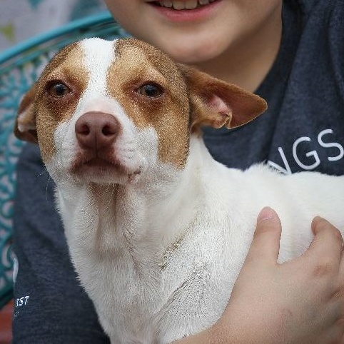 Enlarge Mr Dorito, a Adoptable mixed breed in Canton, MA image 1/6