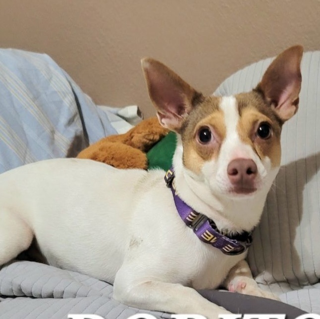 Enlarge Mr Dorito, a Adoptable mixed breed in Canton, MA image 3/6