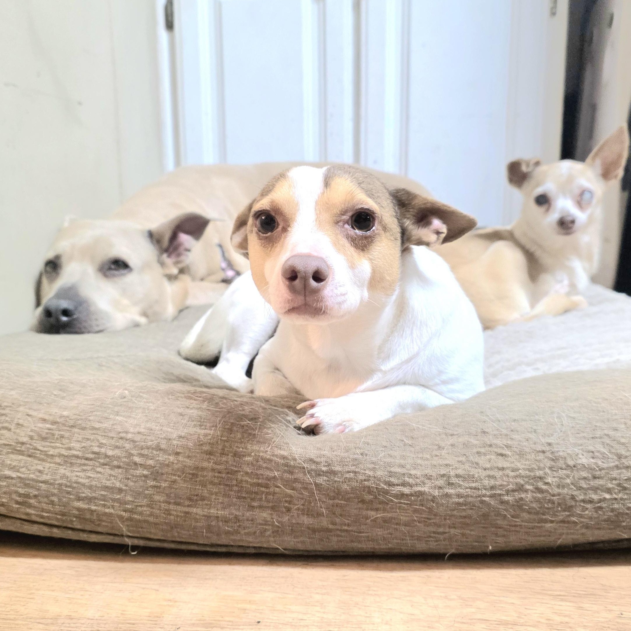 Enlarge Mr Dorito, a Adoptable mixed breed in Canton, MA image 2/6