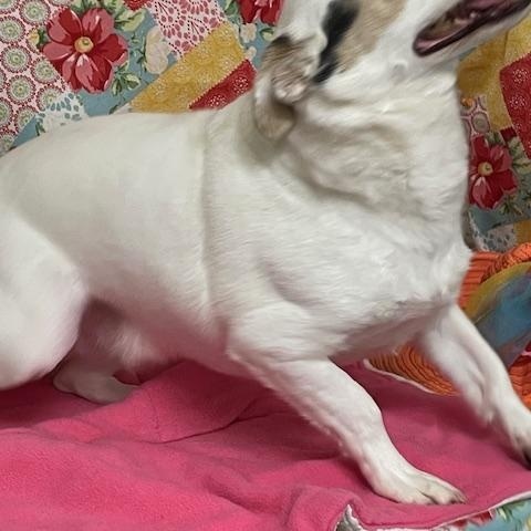Haku