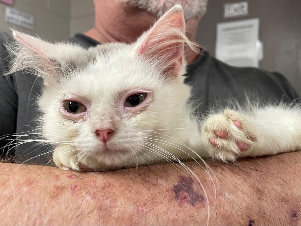 Gravy, Adoptable, Kitten Female Domestic Medium Hair.