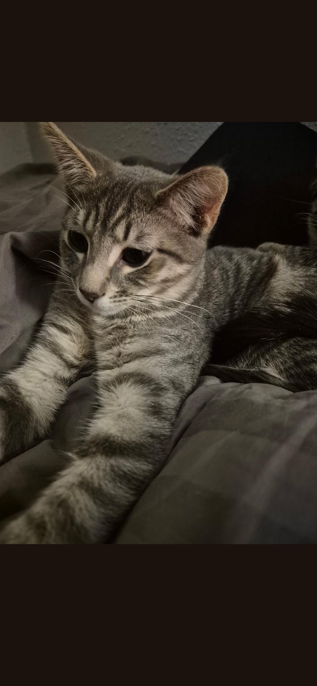 Enlarge Bobbin, a Adopted Domestic Short Hair in Twin Falls, ID image 1/1