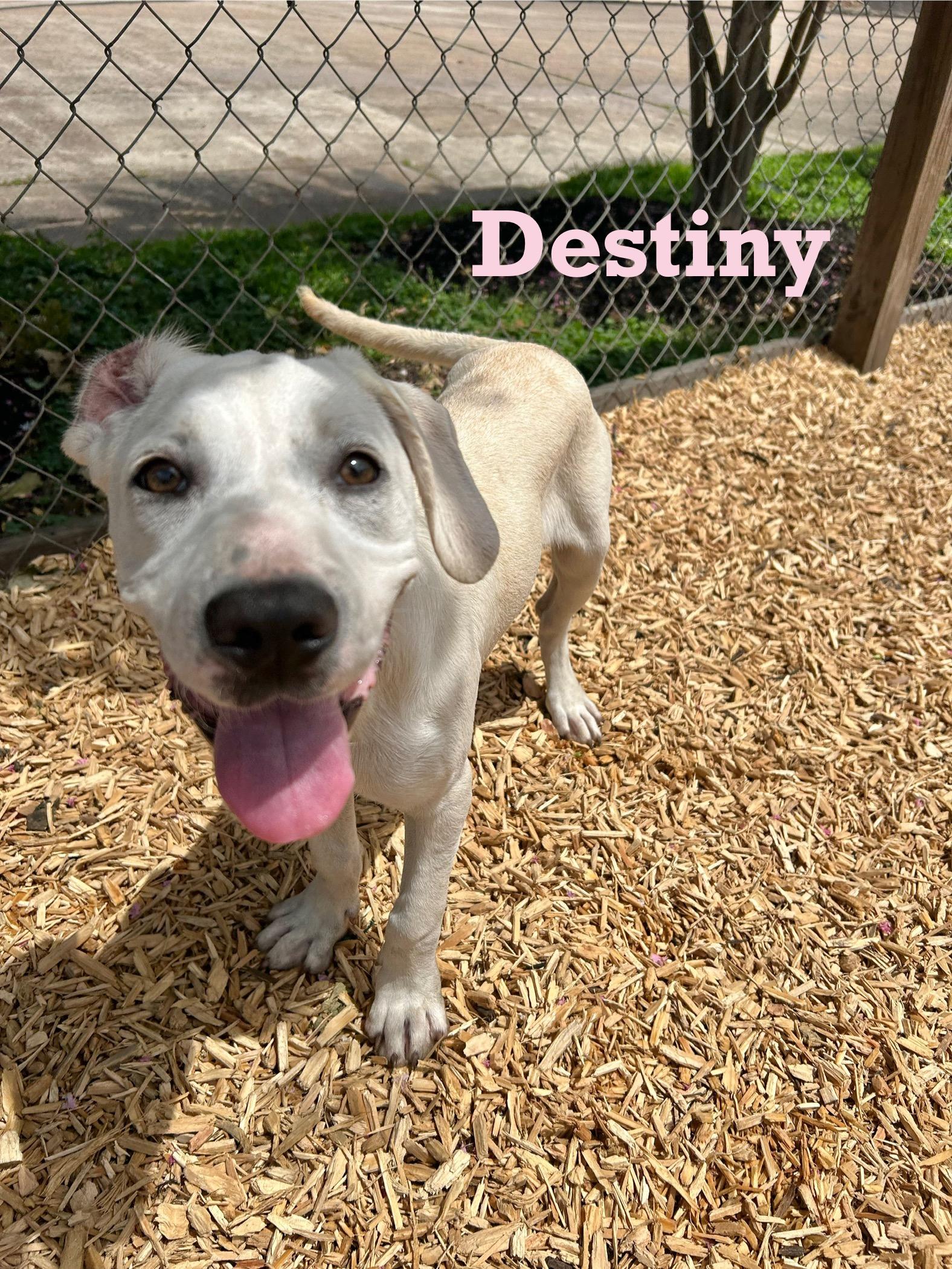 Destiny