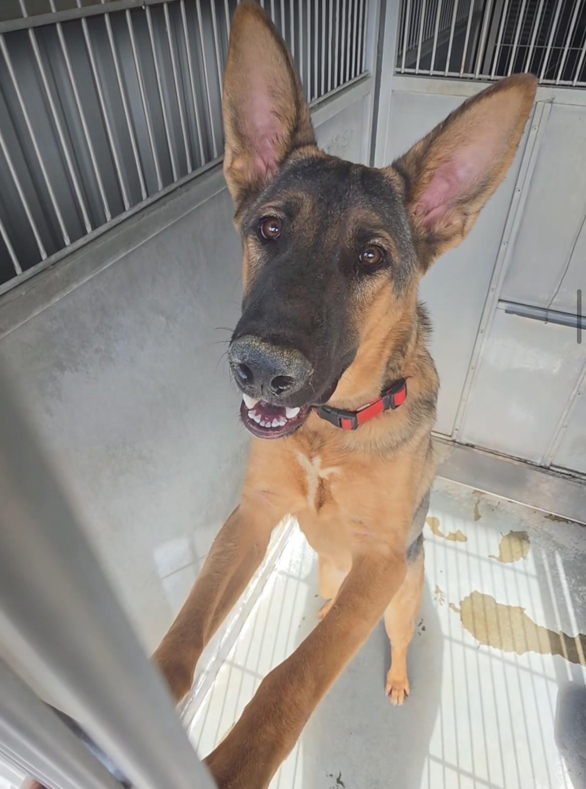 Ace, Adopted, Young Male German Shepherd Dog.