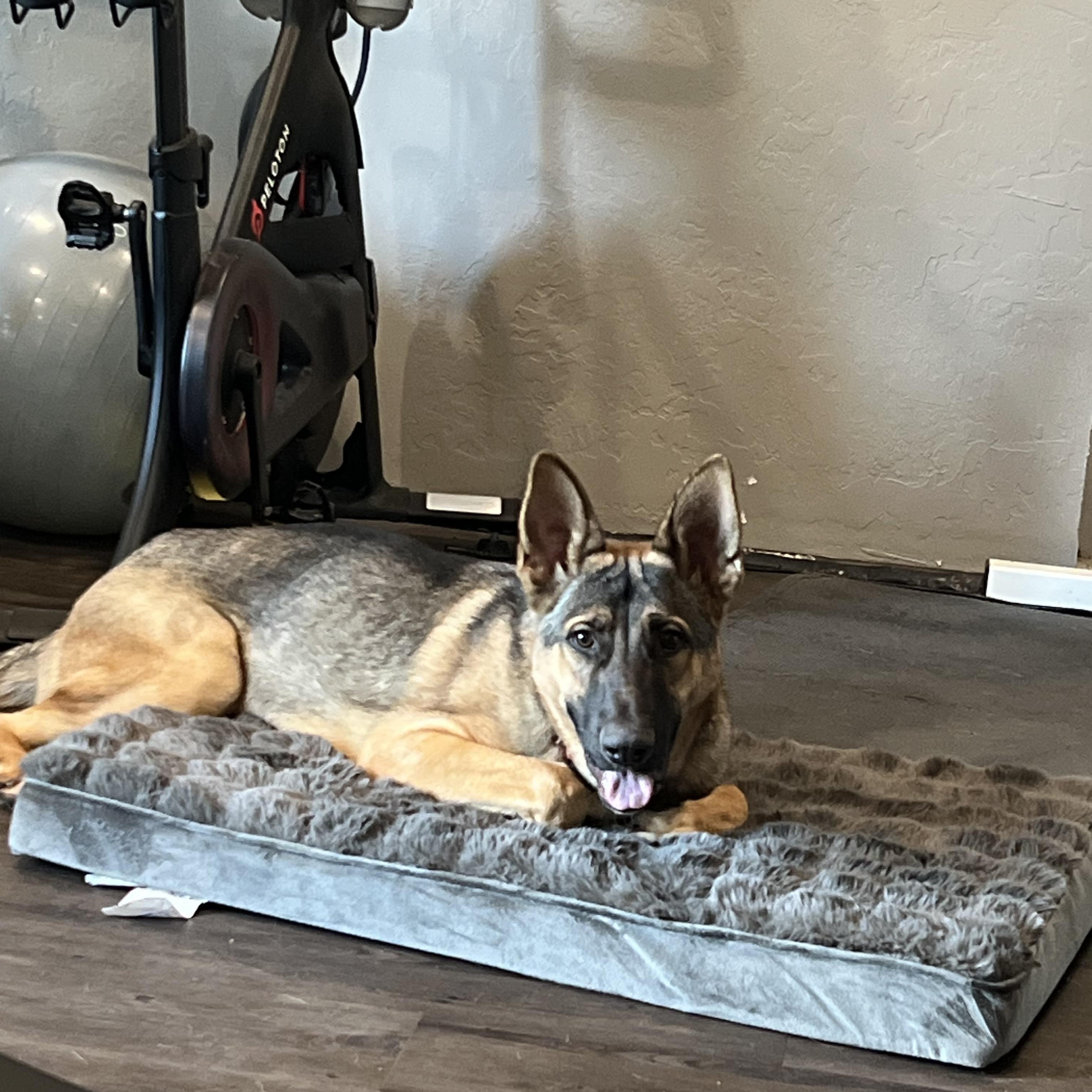 Ace, a Adopted German Shepherd Dog in Santa Rosa , CA image 4/6