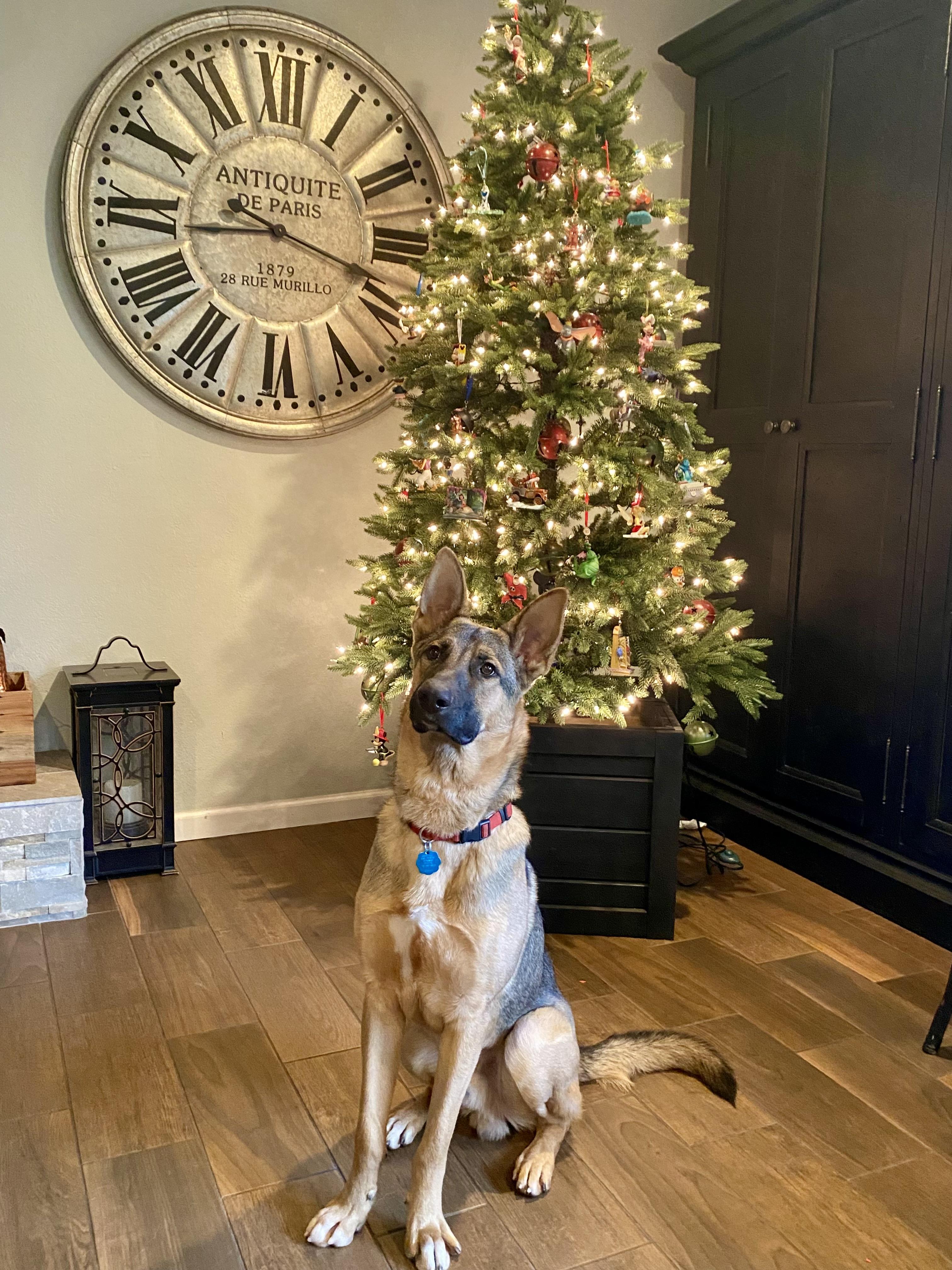 Ace, a Adopted German Shepherd Dog in Santa Rosa , CA image 2/6