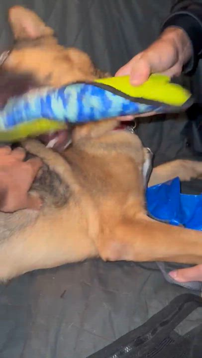 Enlarge Ace, a Adopted German Shepherd Dog in Santa Rosa , CA video 6/6