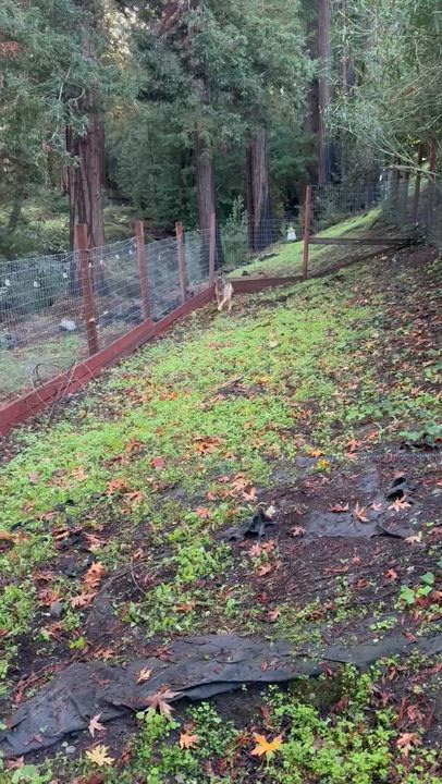 Enlarge Ace, a Adopted German Shepherd Dog in Santa Rosa , CA video 3/6