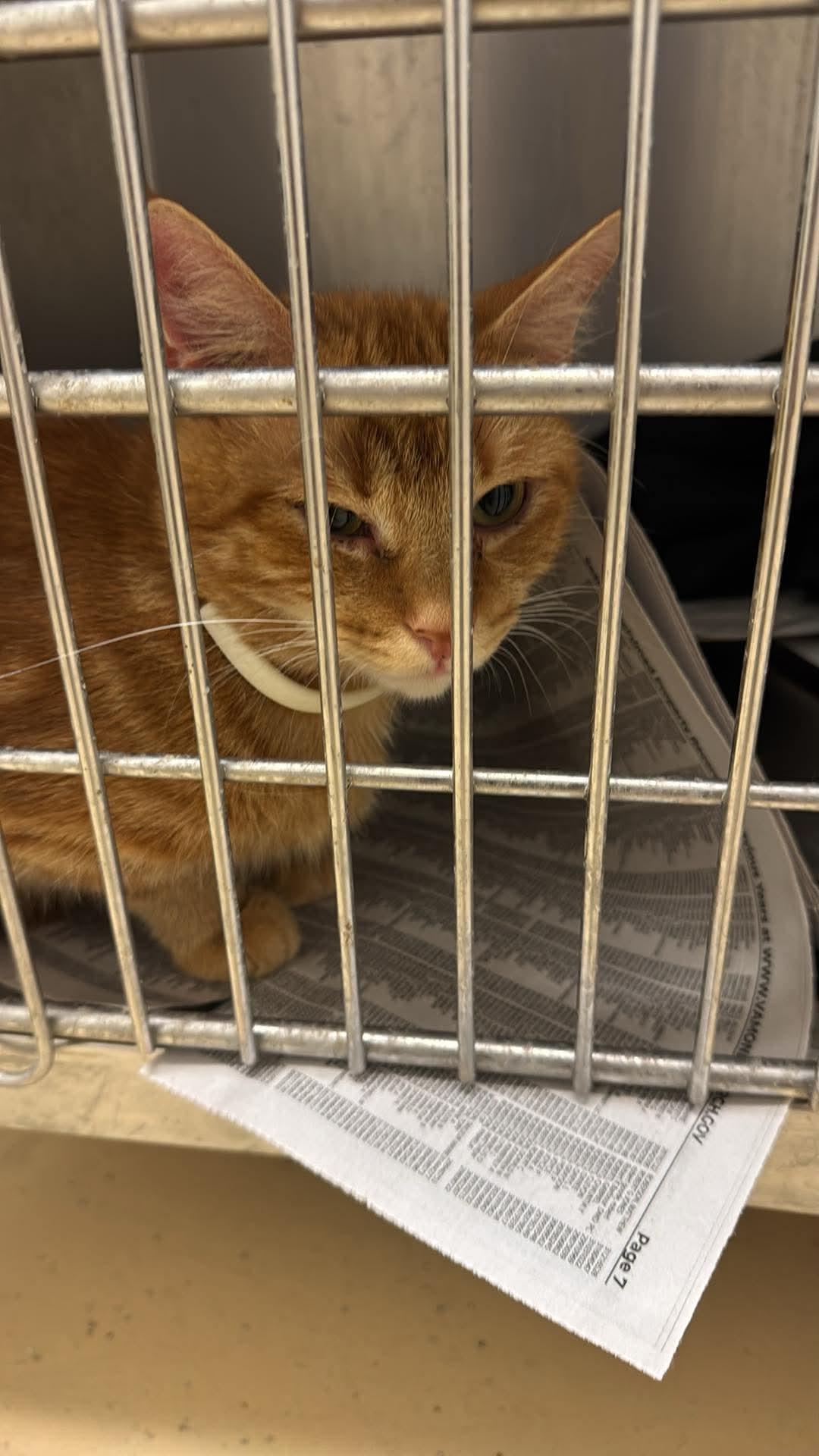 autum, Adoptable, Adult Female Domestic Short Hair.
