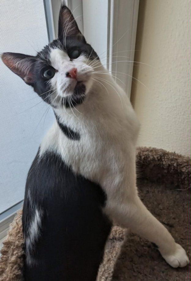 Ruckus, ADOPTABLE, Young Male Domestic Short Hair.