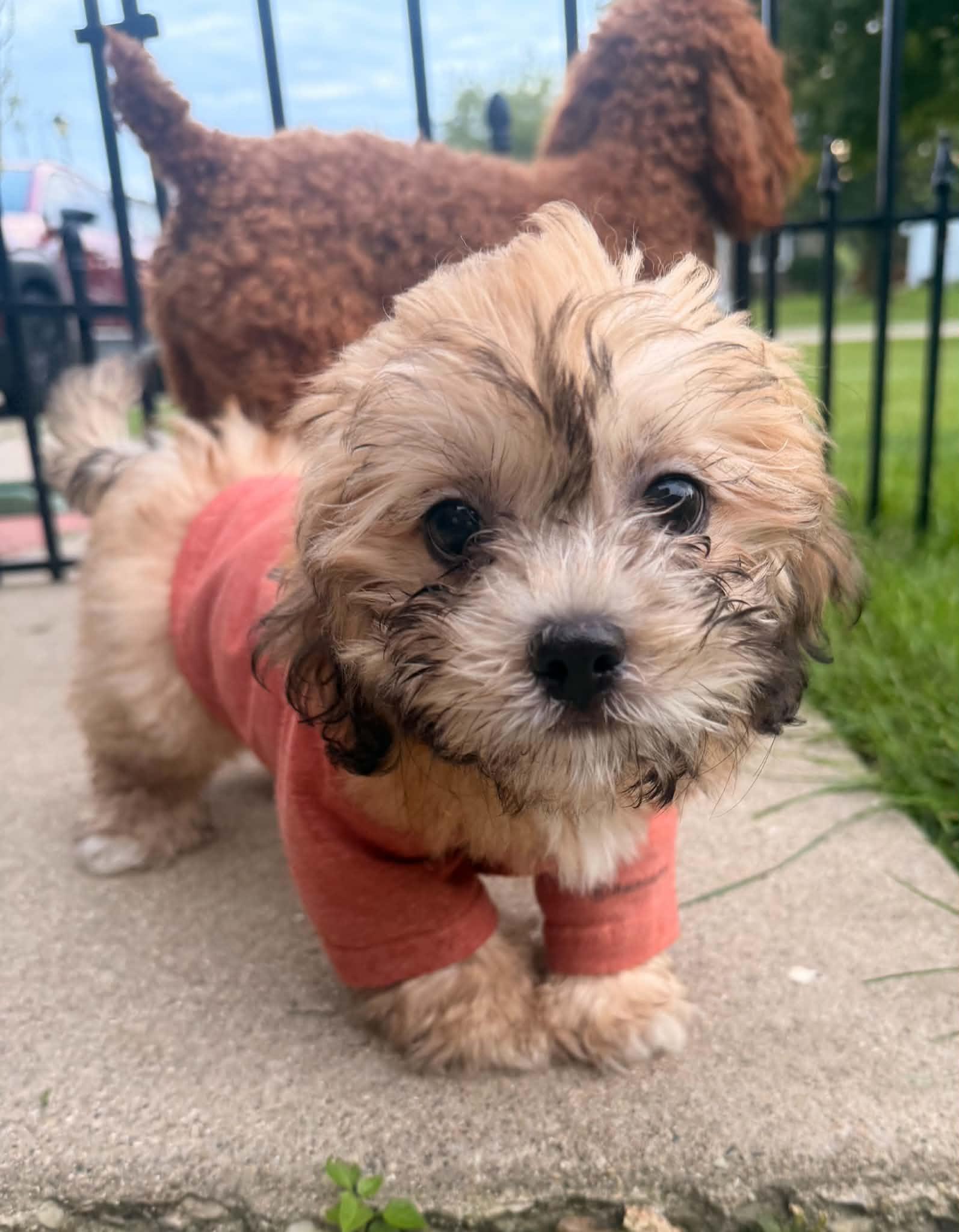 Charlie, Adopted, Young Male Bichon Frise & Shih Tzu.