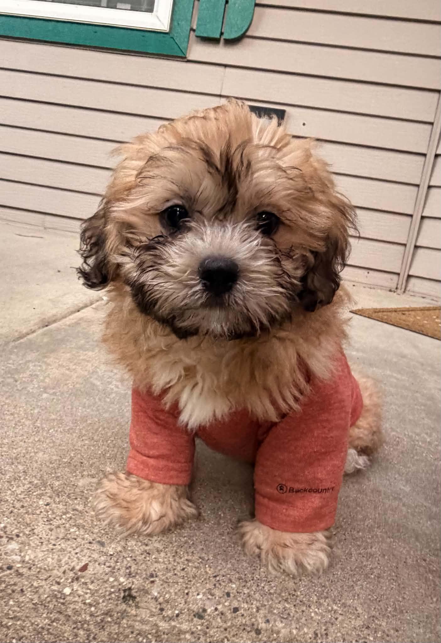 Enlarge Charlie, a Adopted mixed breed in Woodstock, IL image 2/4