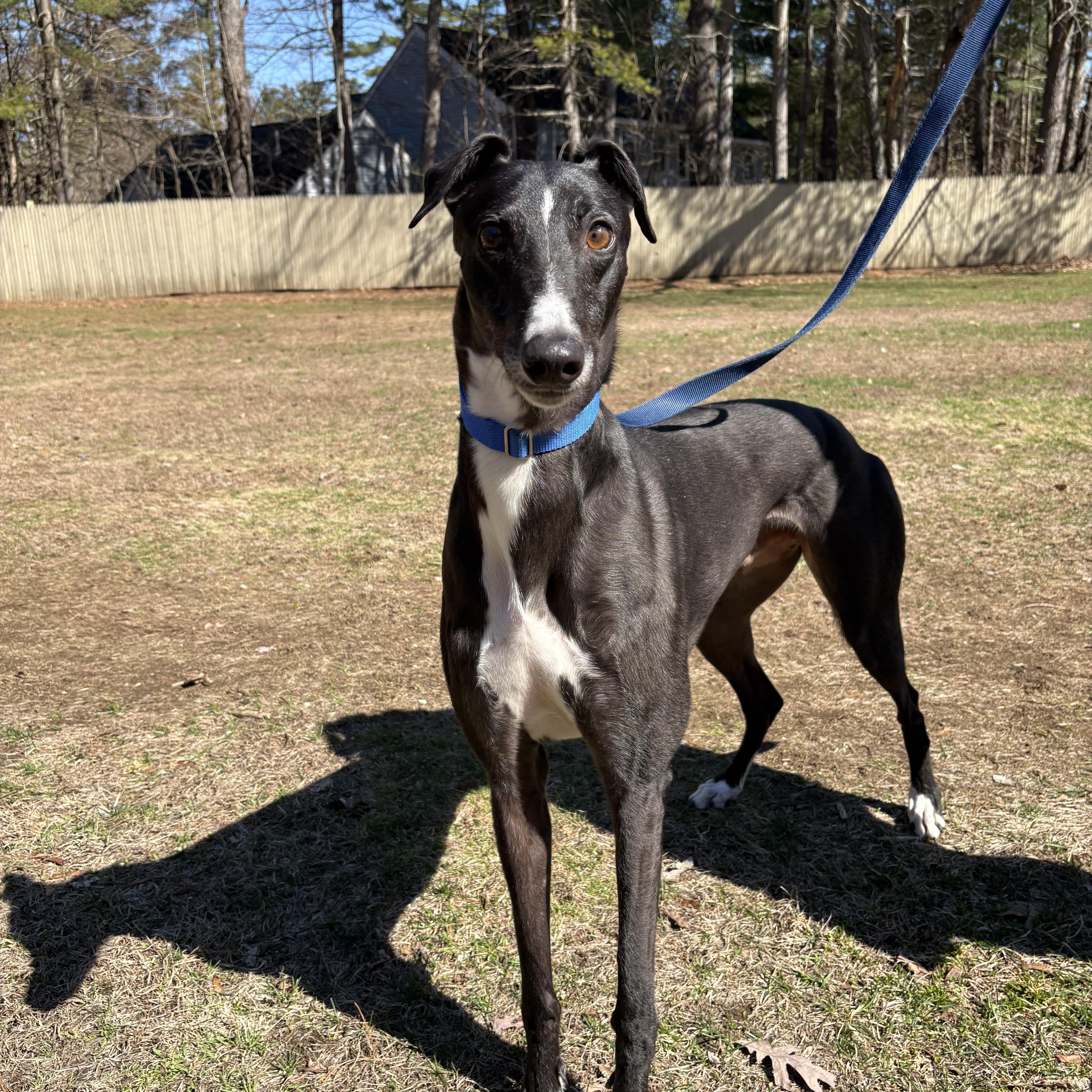 Enlarge Ignatius, a Adoptable Greyhound in Swanzey, NH image 2/4