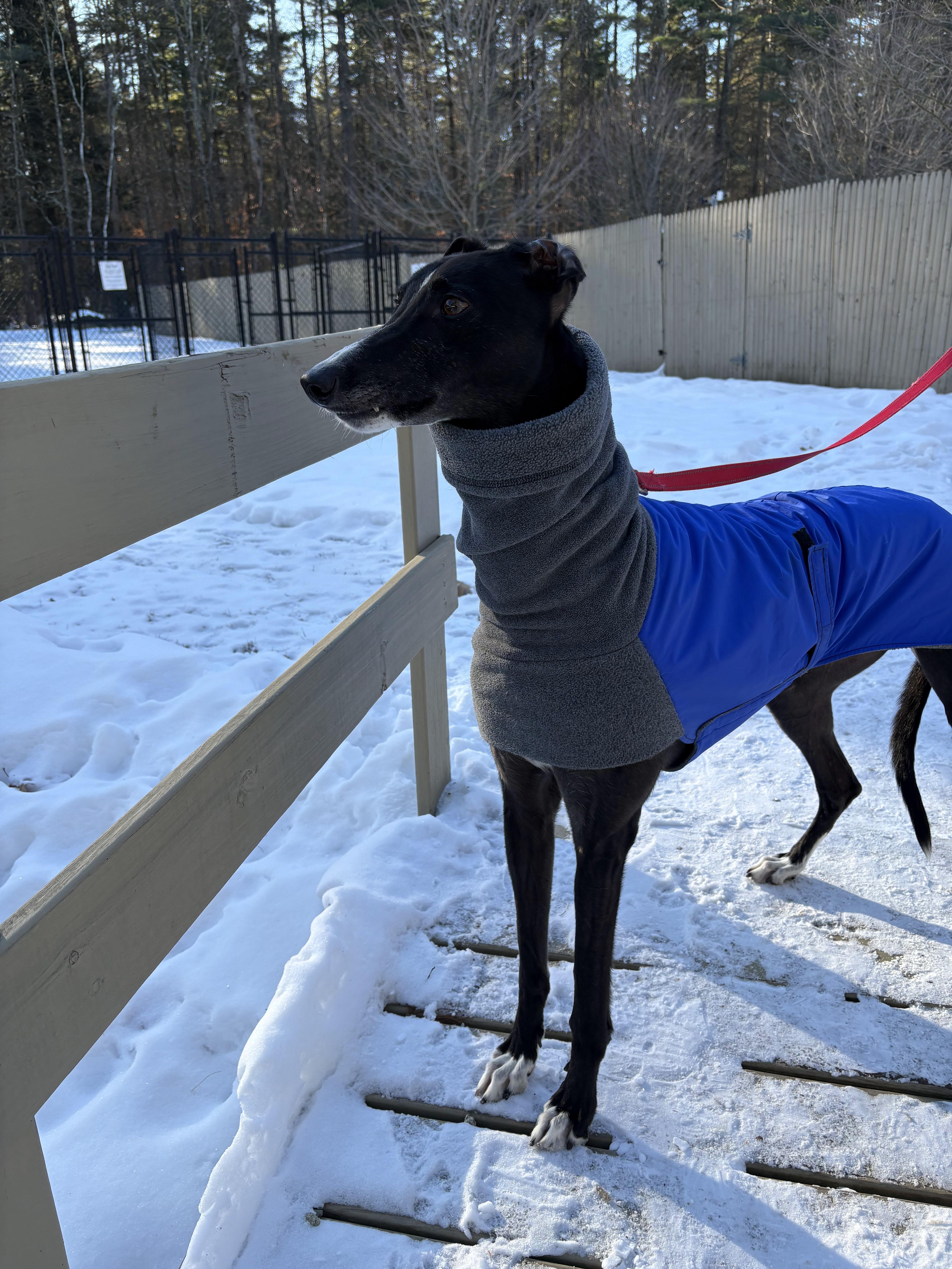 Enlarge Ignatius, a Adoptable Greyhound in Swanzey, NH image 2/4