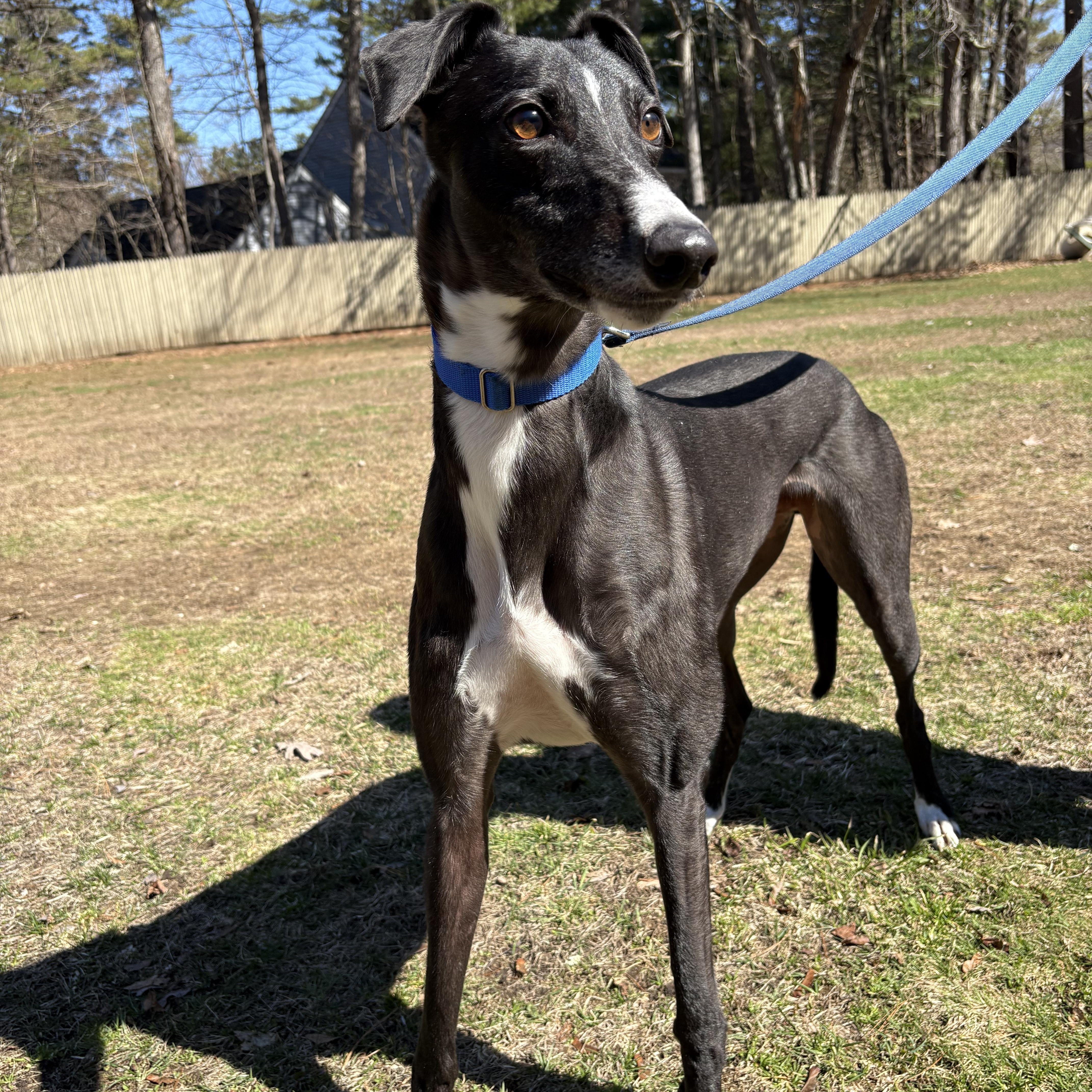 Ignatius, Adoptable, Adult Male Greyhound.