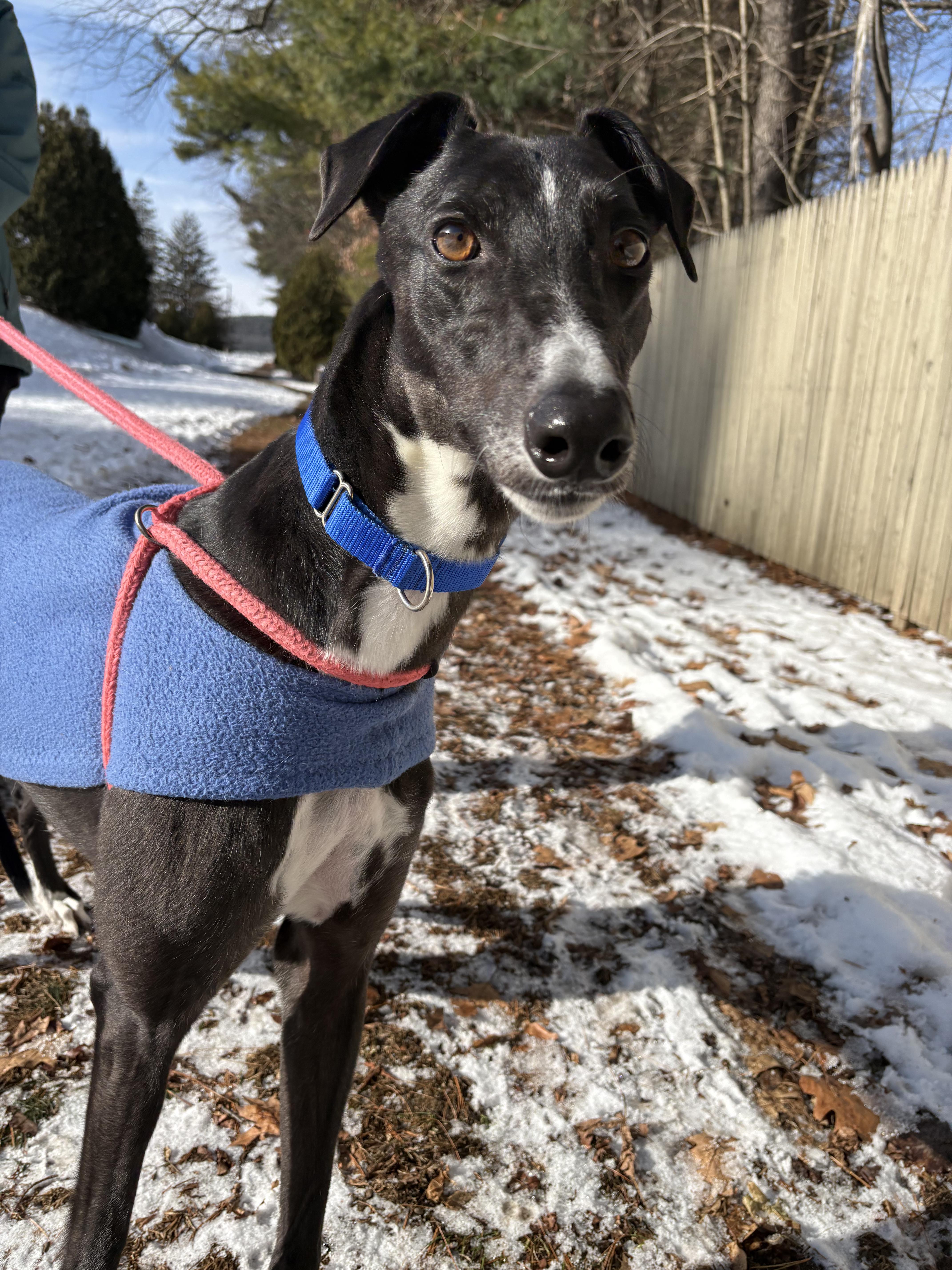 Enlarge Ignatius, a Adoptable Greyhound in Swanzey, NH image 1/4