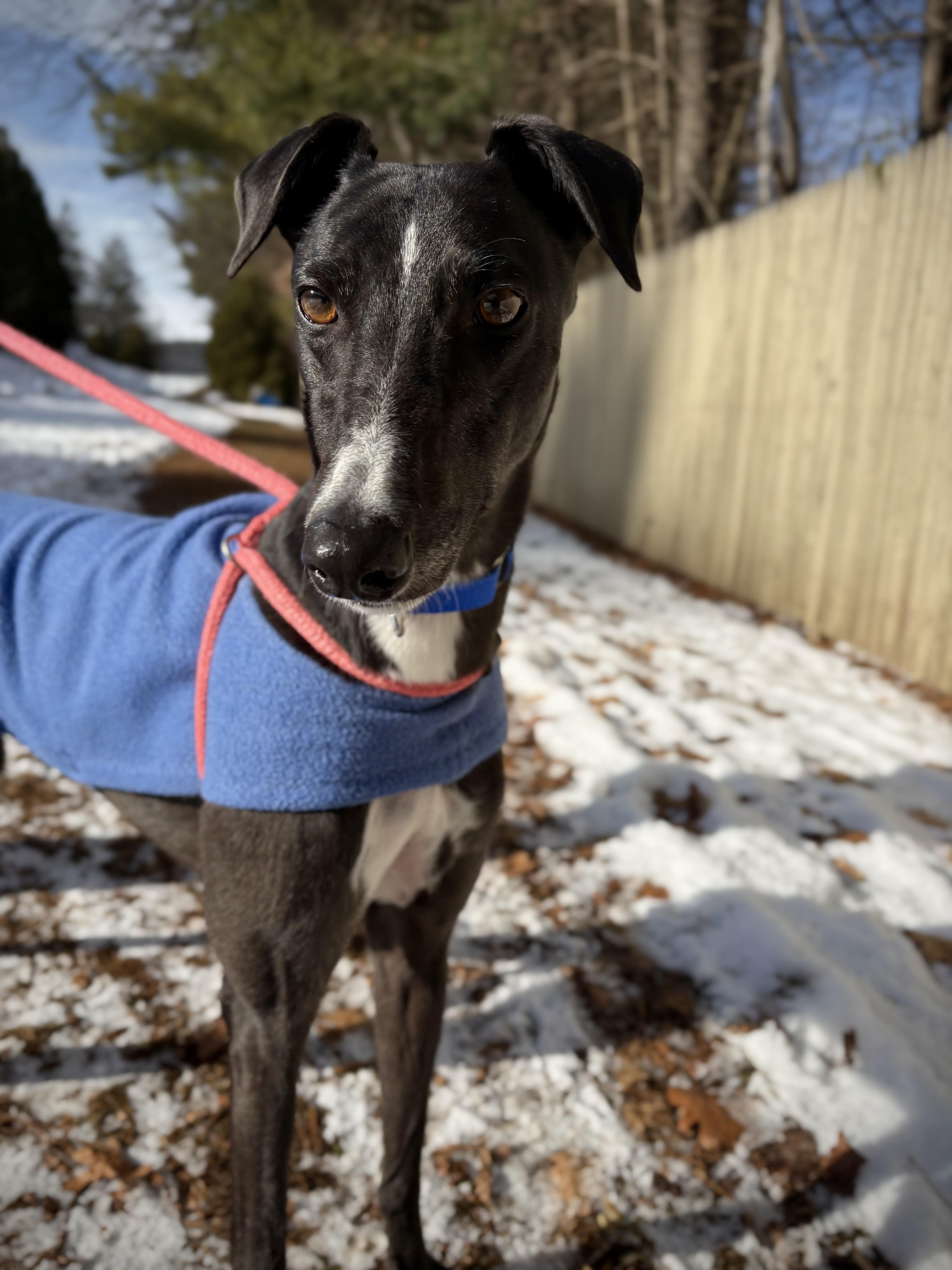 Enlarge Ignatius, a Adoptable Greyhound in Swanzey, NH image 4/4