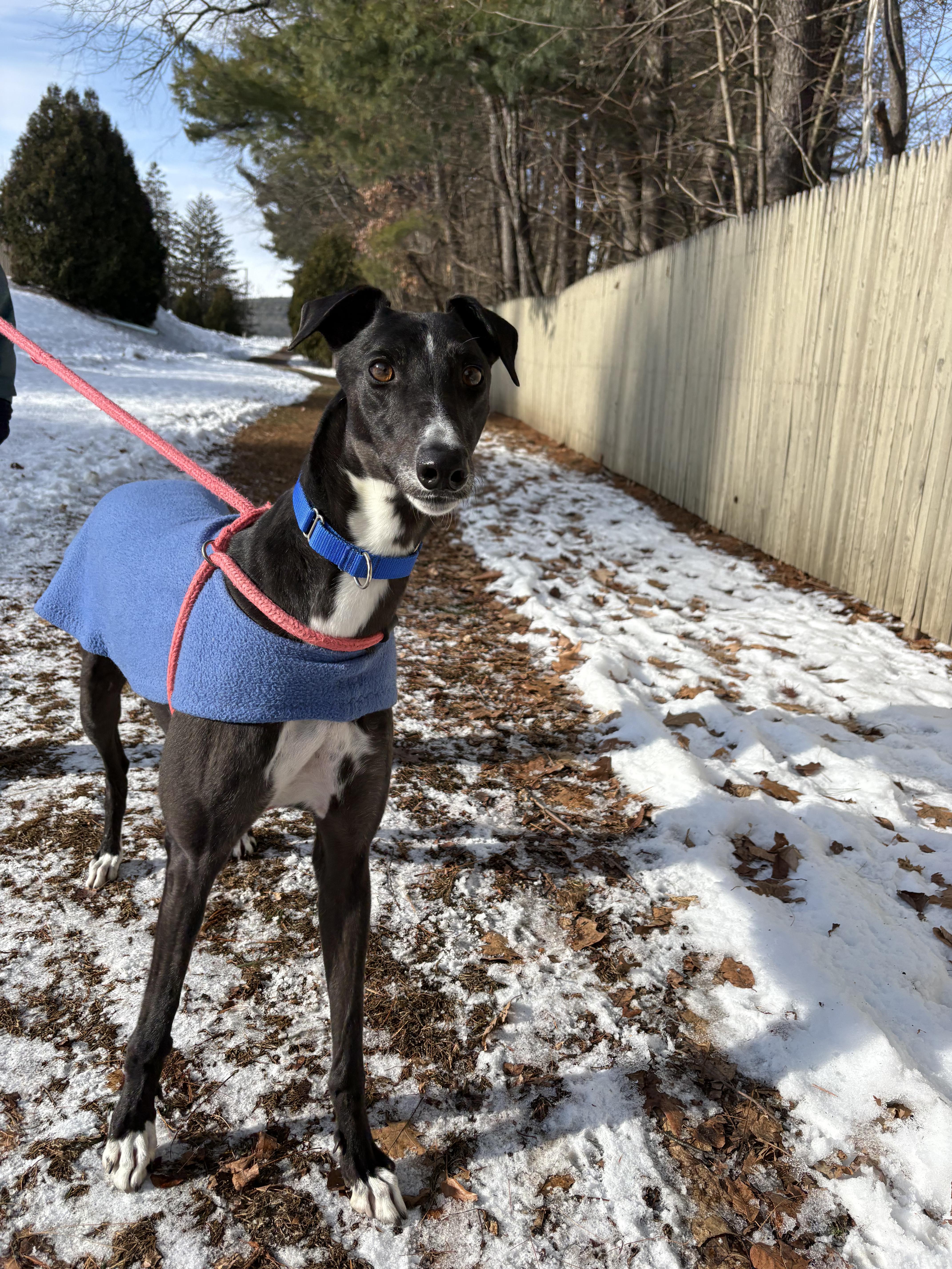 Enlarge Ignatius, a Adoptable Greyhound in Swanzey, NH image 3/4