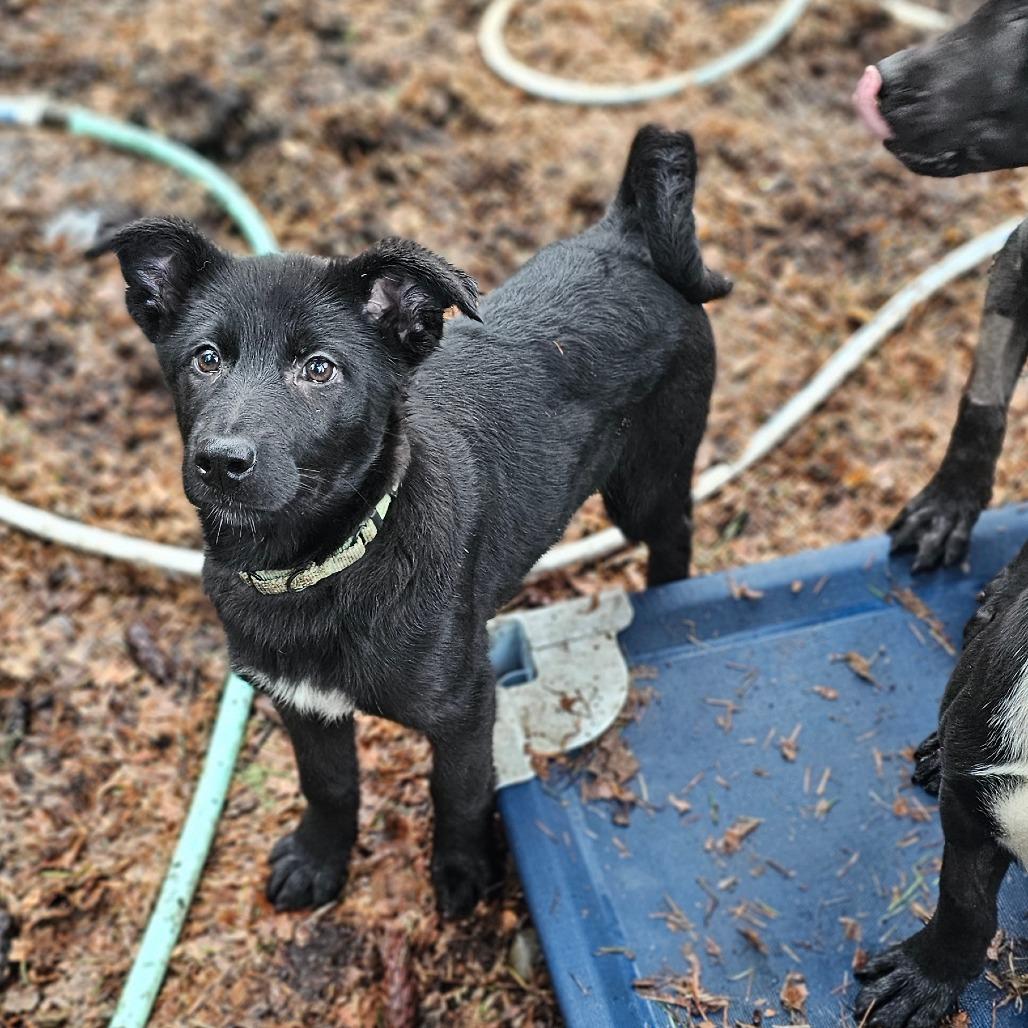 Trooper, Adoptable, Puppy Male German Shepherd Dog & Husky.