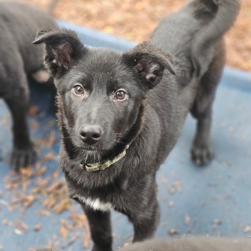 Enlarge Trooper, a Adoptable mixed breed in Oakville, WA image 2/5