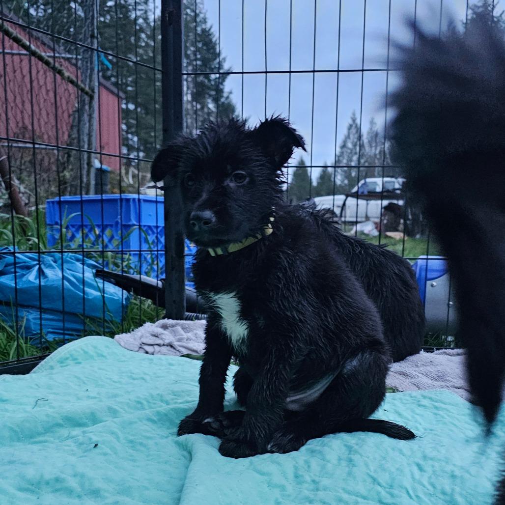 Enlarge Trooper, a Adoptable mixed breed in Oakville, WA image 3/5