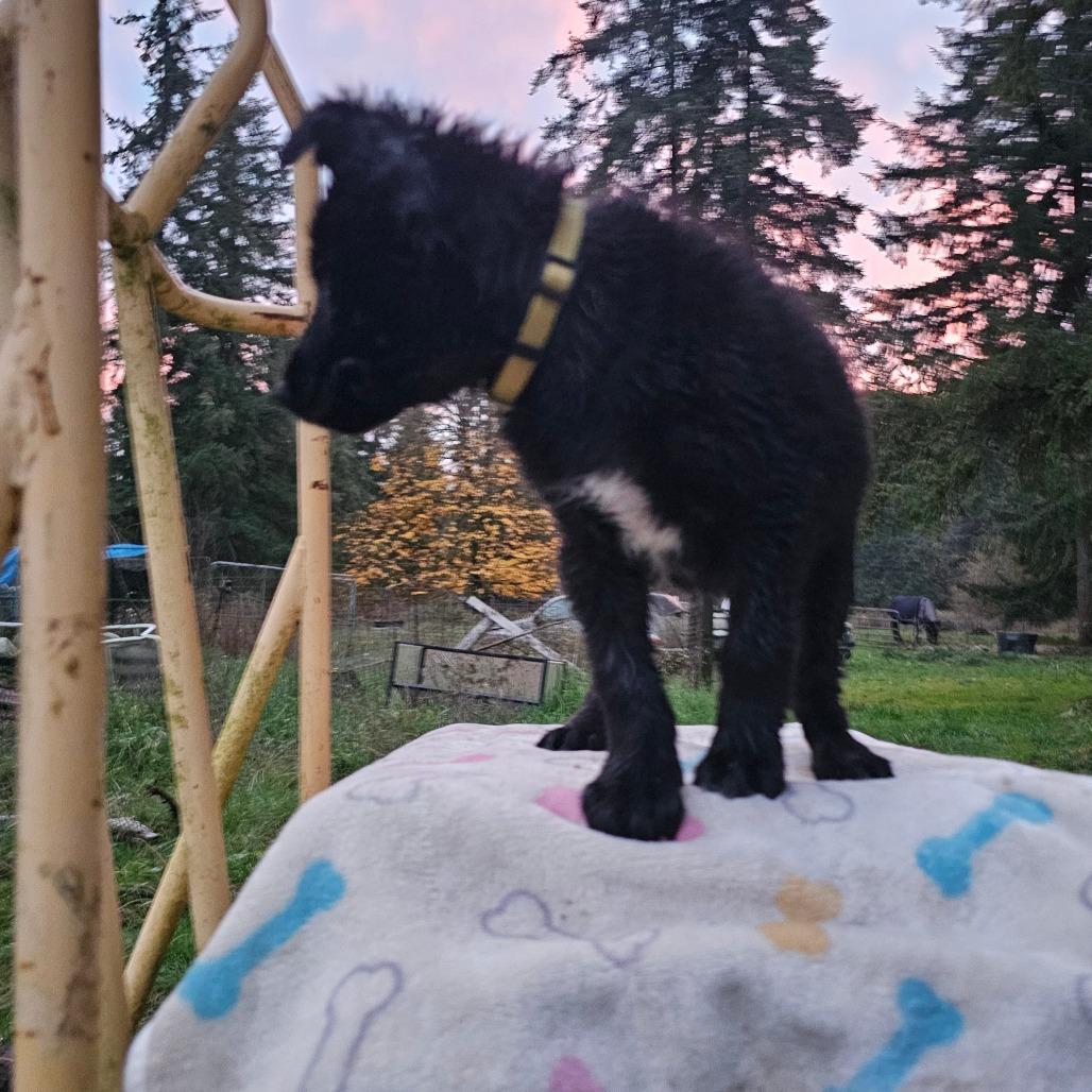 Enlarge Trooper, a Adoptable mixed breed in Oakville, WA image 4/5