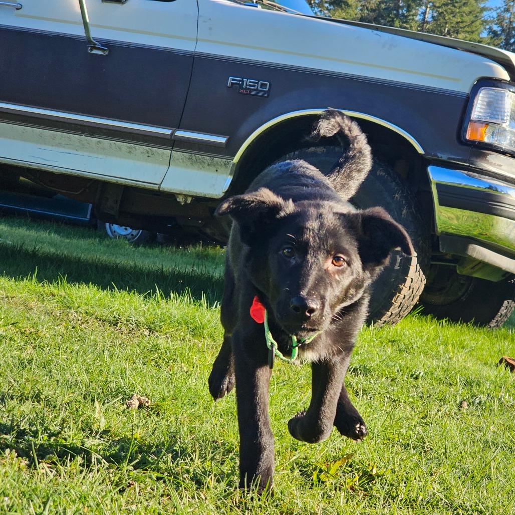 Enlarge Trooper, a Adoptable mixed breed in Oakville, WA image 5/6