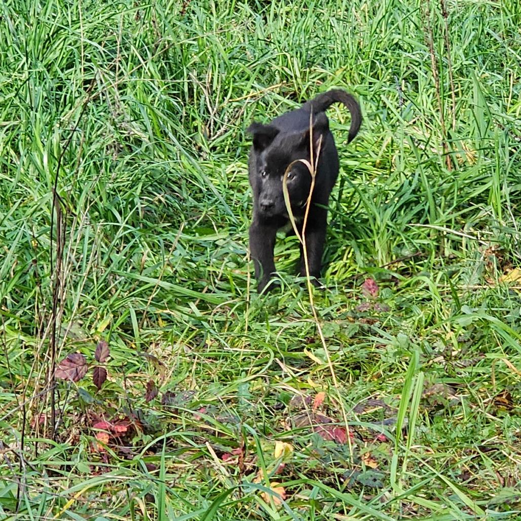 Enlarge Trooper, a Adoptable mixed breed in Oakville, WA image 5/5