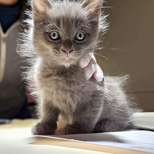 Spruce, Adoptable, Kitten Male Domestic Medium Hair.
