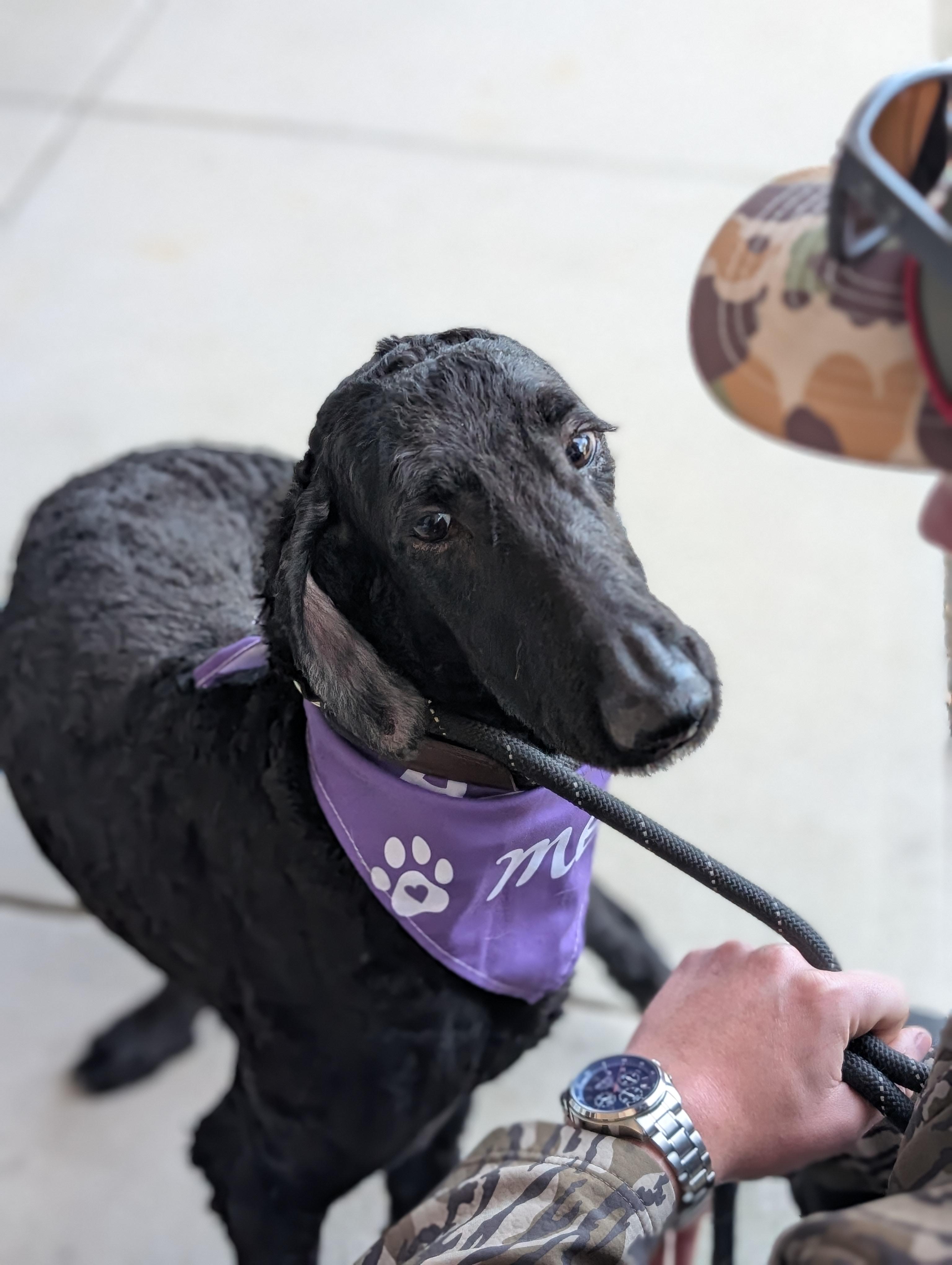 Enlarge Phoenix, a ADOPTABLE mixed breed in Bloomingdale, GA image 5/6
