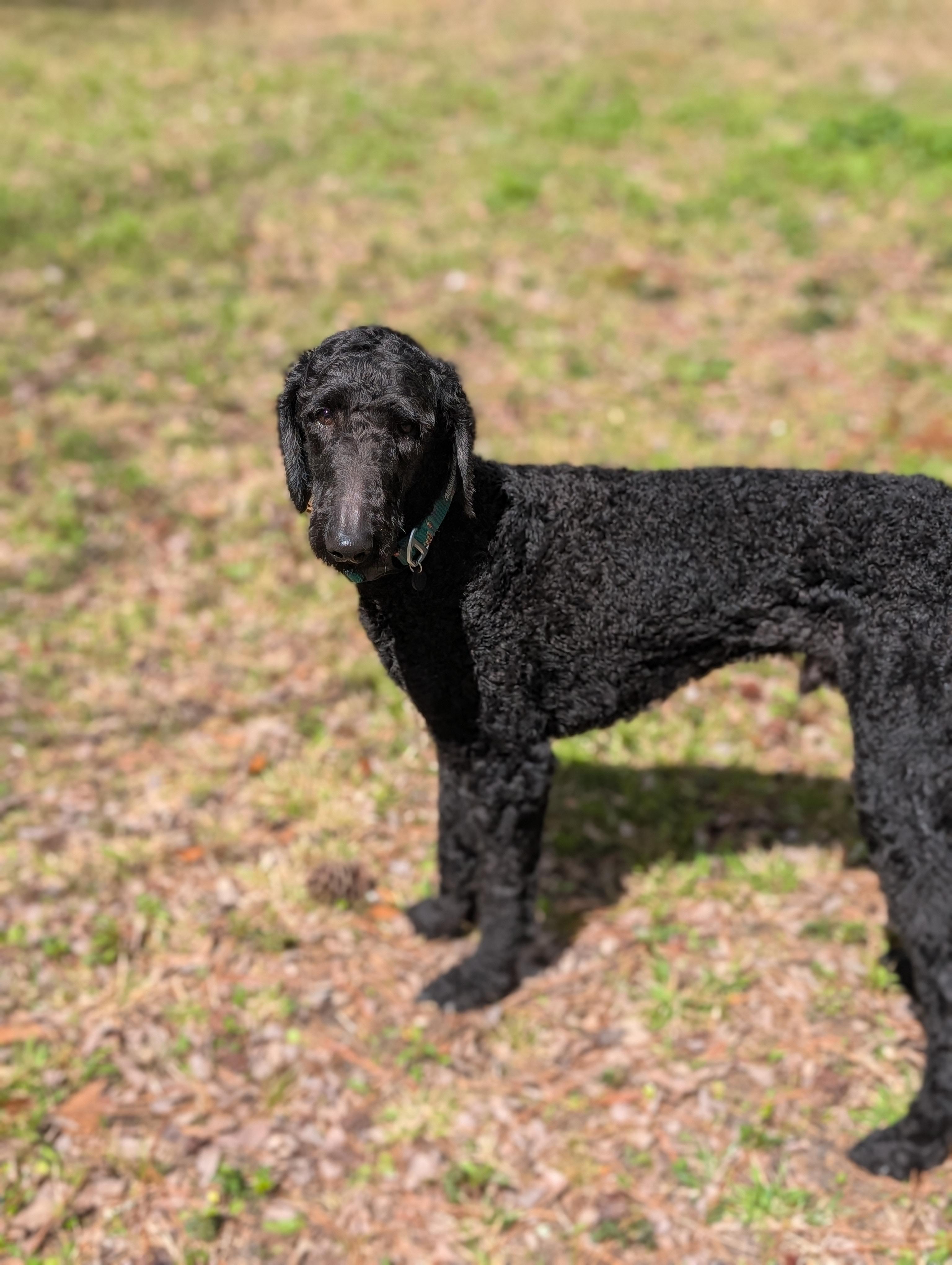 Enlarge Phoenix, a ADOPTABLE mixed breed in Bloomingdale, GA image 3/6