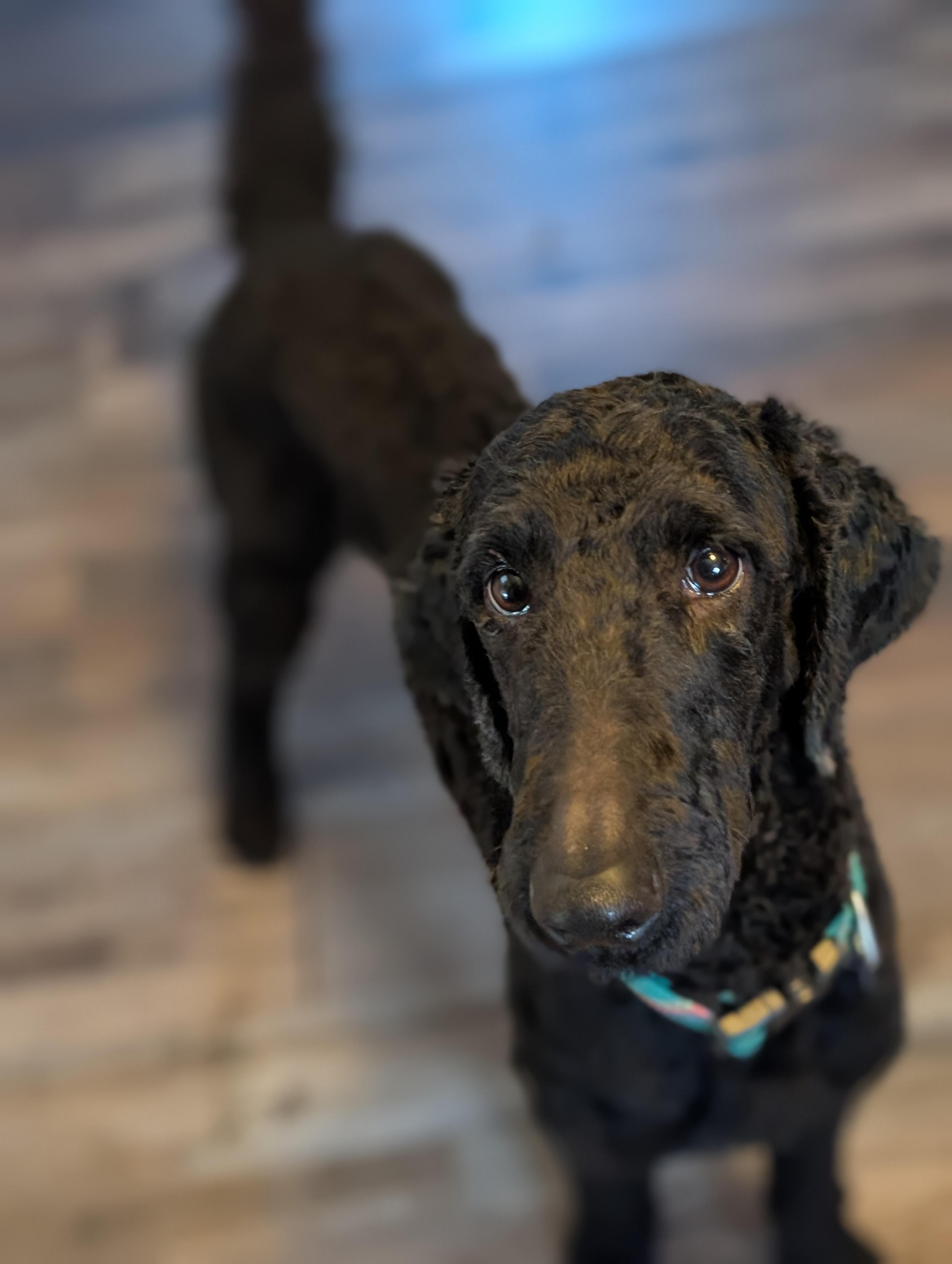 Phoenix, ADOPTABLE, Adult Male Standard Poodle.