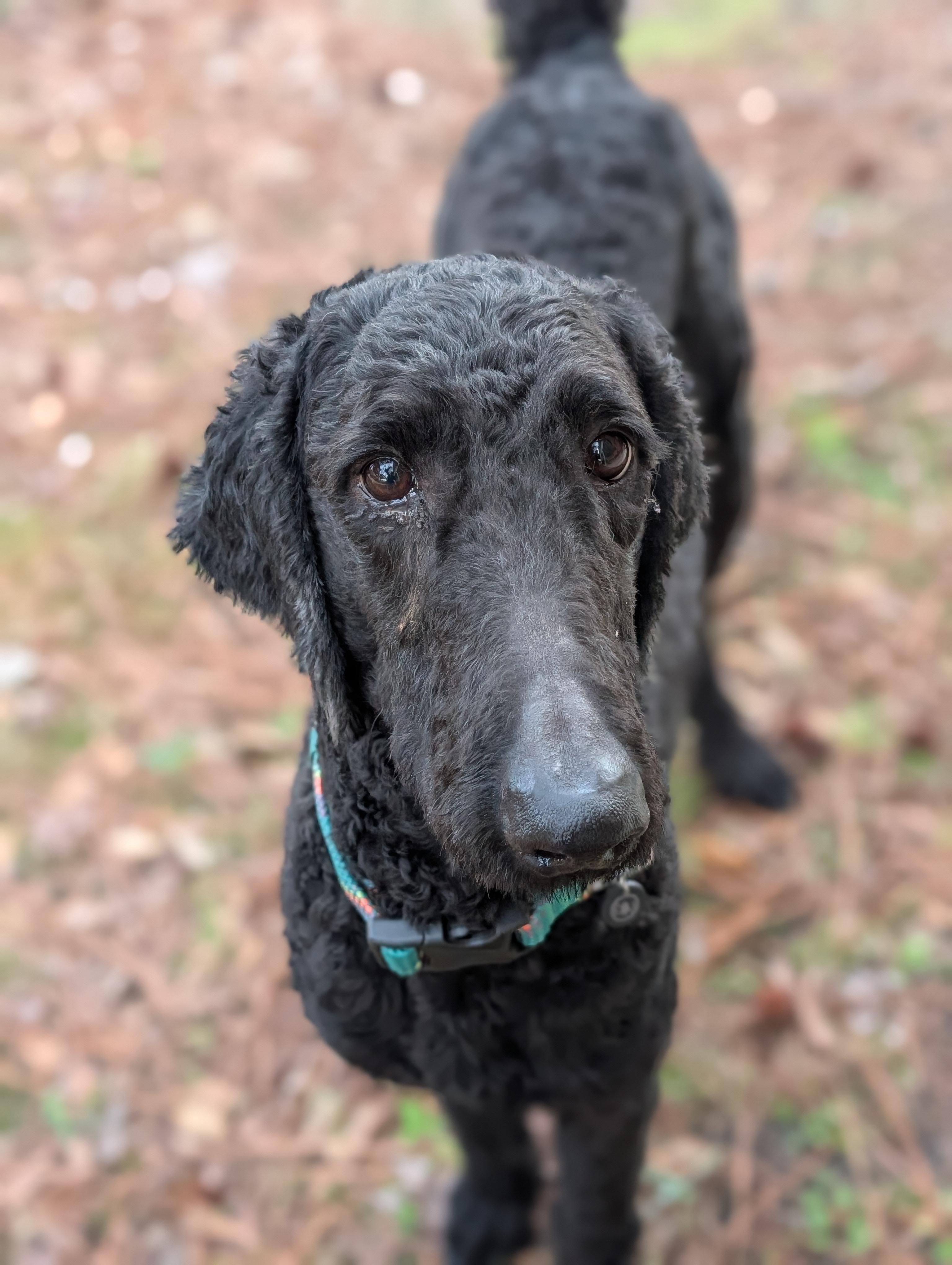 Enlarge Phoenix, a ADOPTABLE mixed breed in Bloomingdale, GA image 4/6