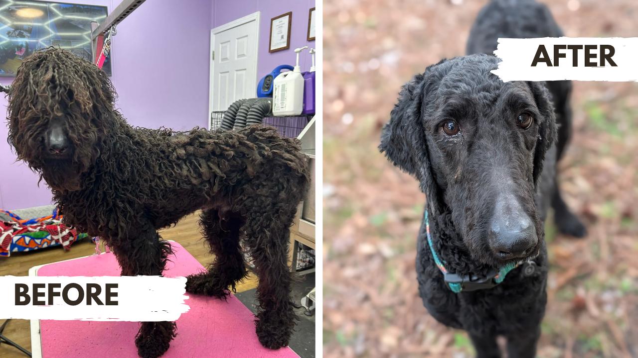 Enlarge Phoenix, a ADOPTABLE mixed breed in Bloomingdale, GA image 6/6