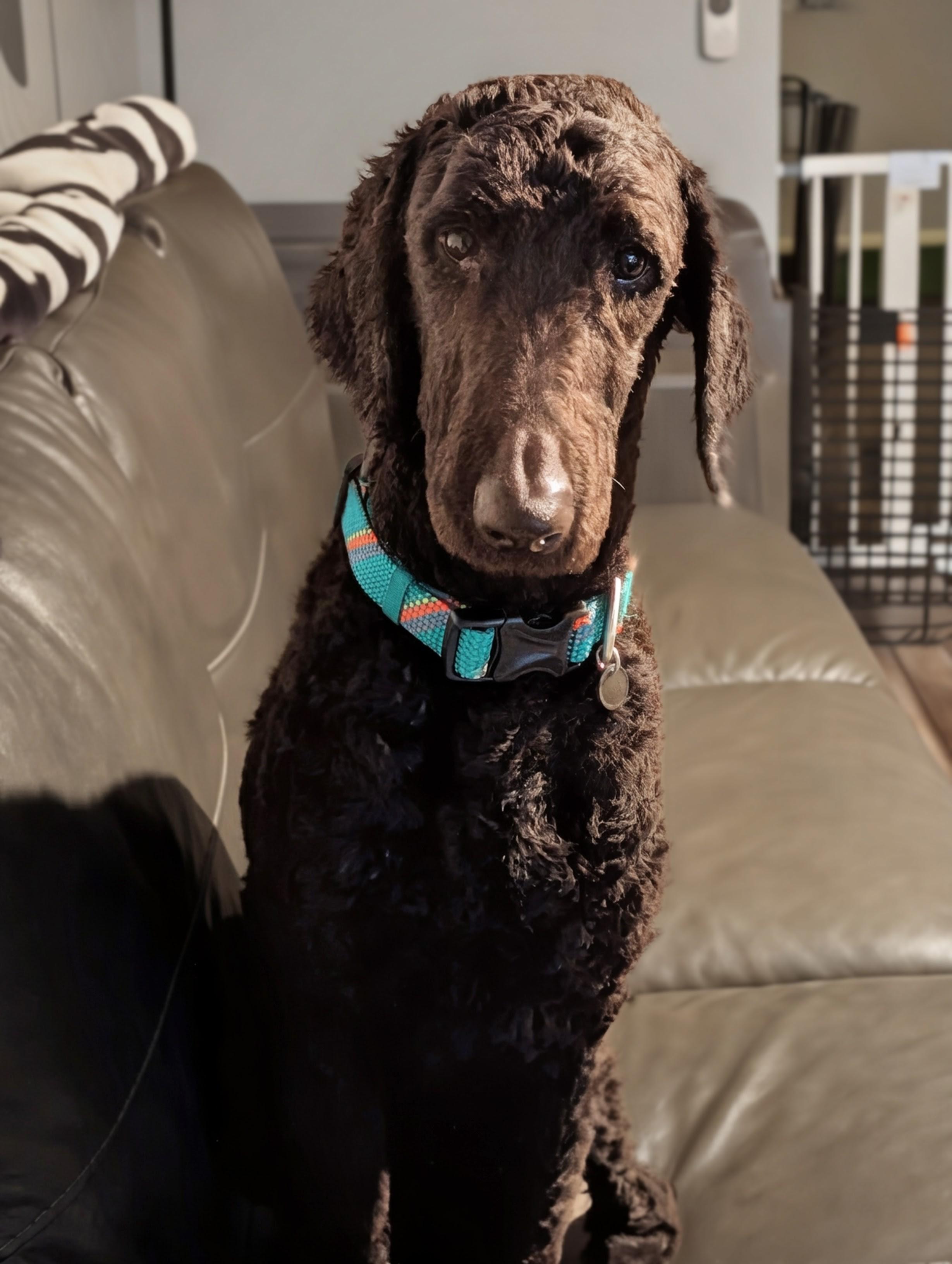 Enlarge Phoenix, a ADOPTABLE mixed breed in Bloomingdale, GA image 2/6