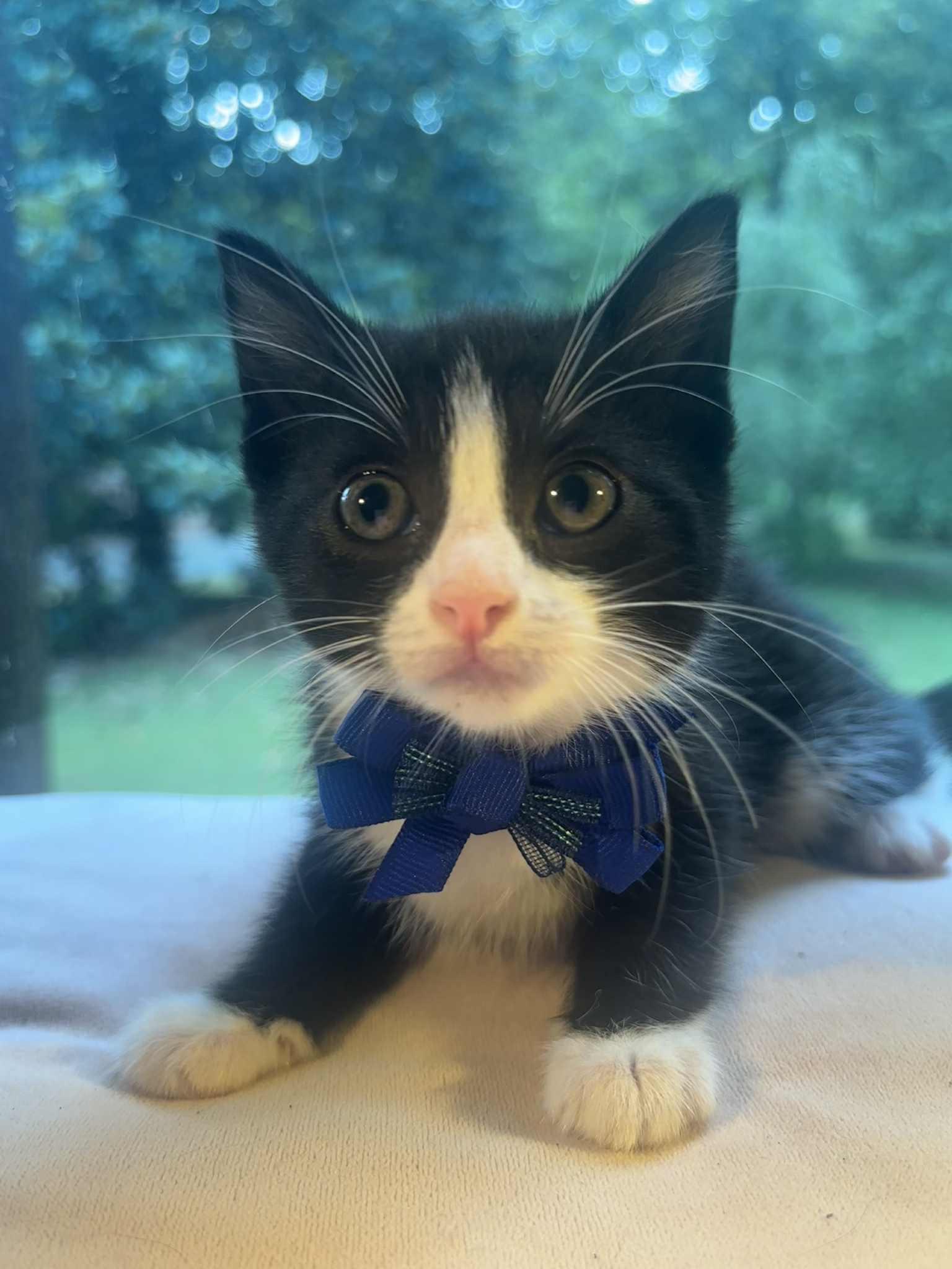 DOTTIE, Adoptable, Kitten Female Domestic Short Hair.