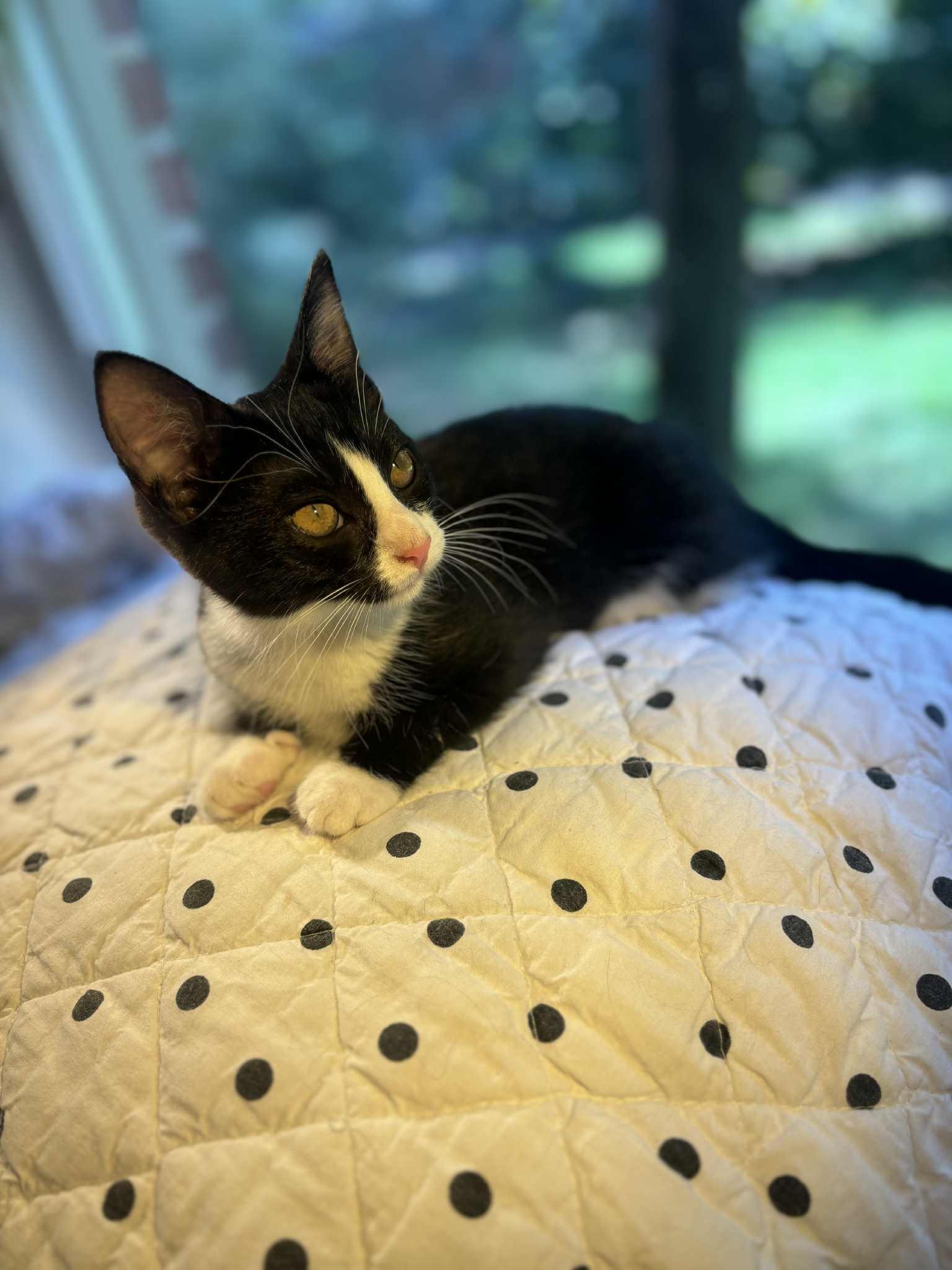 Enlarge DOTTIE, a Adoptable Domestic Short Hair in Powder Springs, GA image 2/2