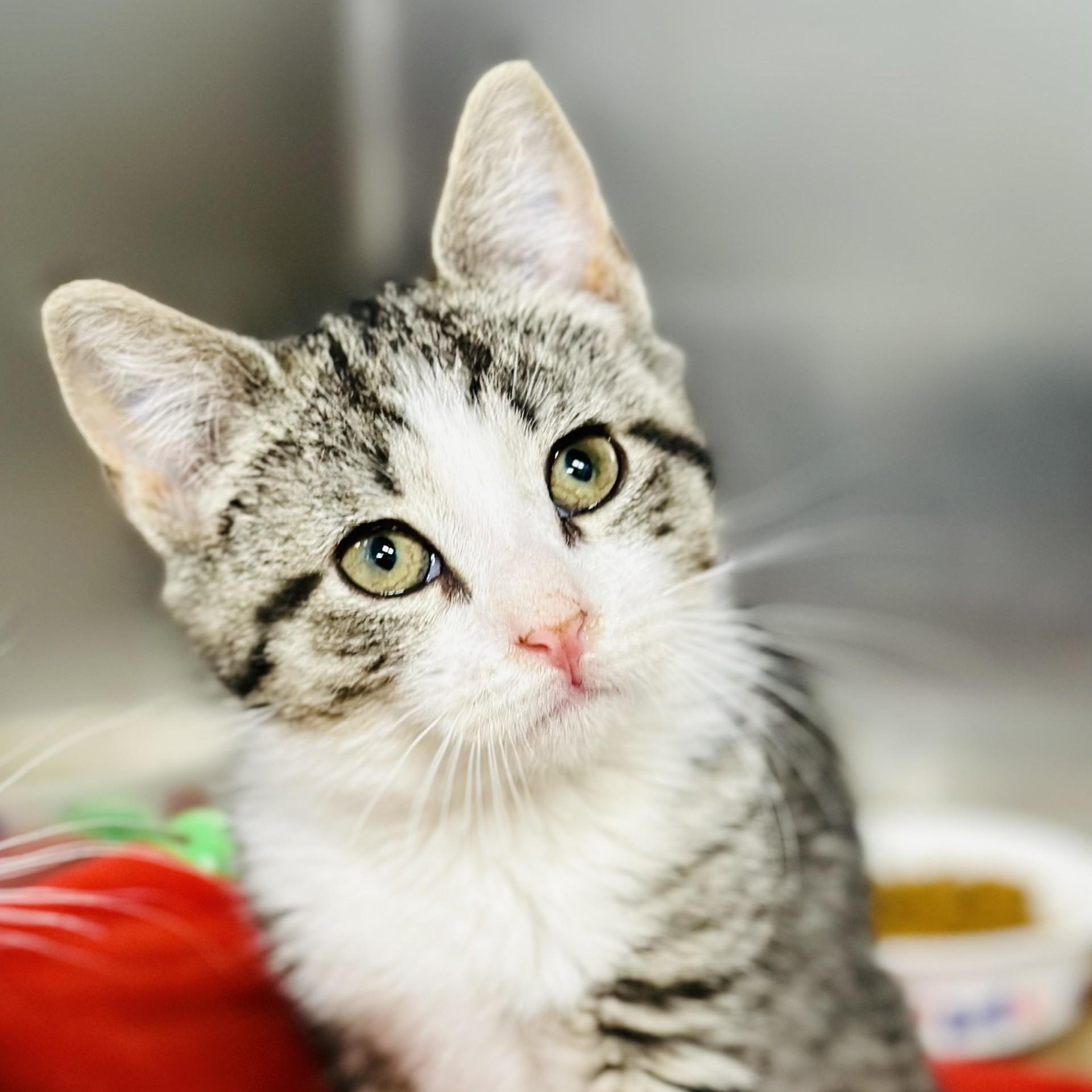 Wanda , a ADOPTABLE Domestic Short Hair in Jackson, NJ image 3/3