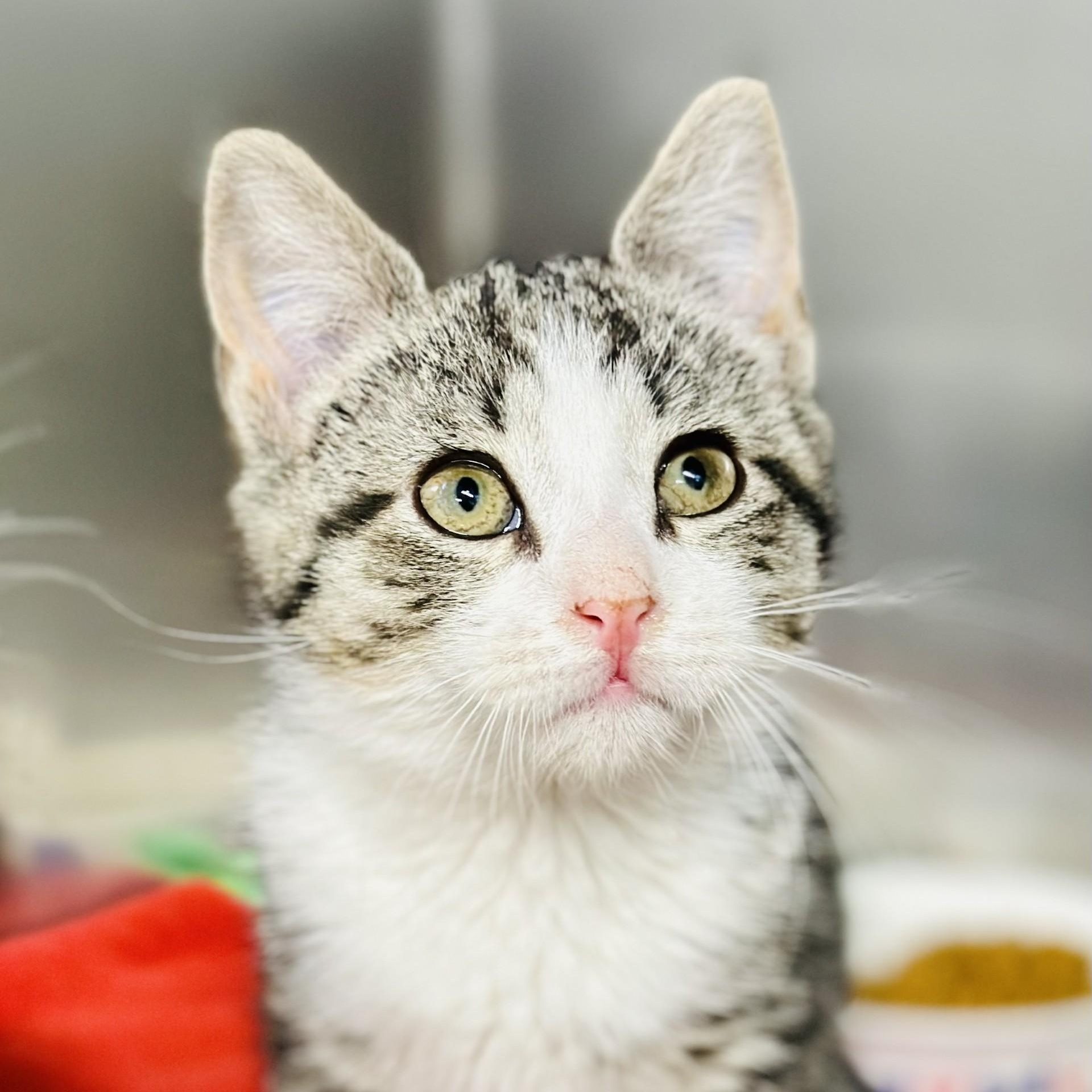 Wanda , a ADOPTABLE Domestic Short Hair in Jackson, NJ image 1/3