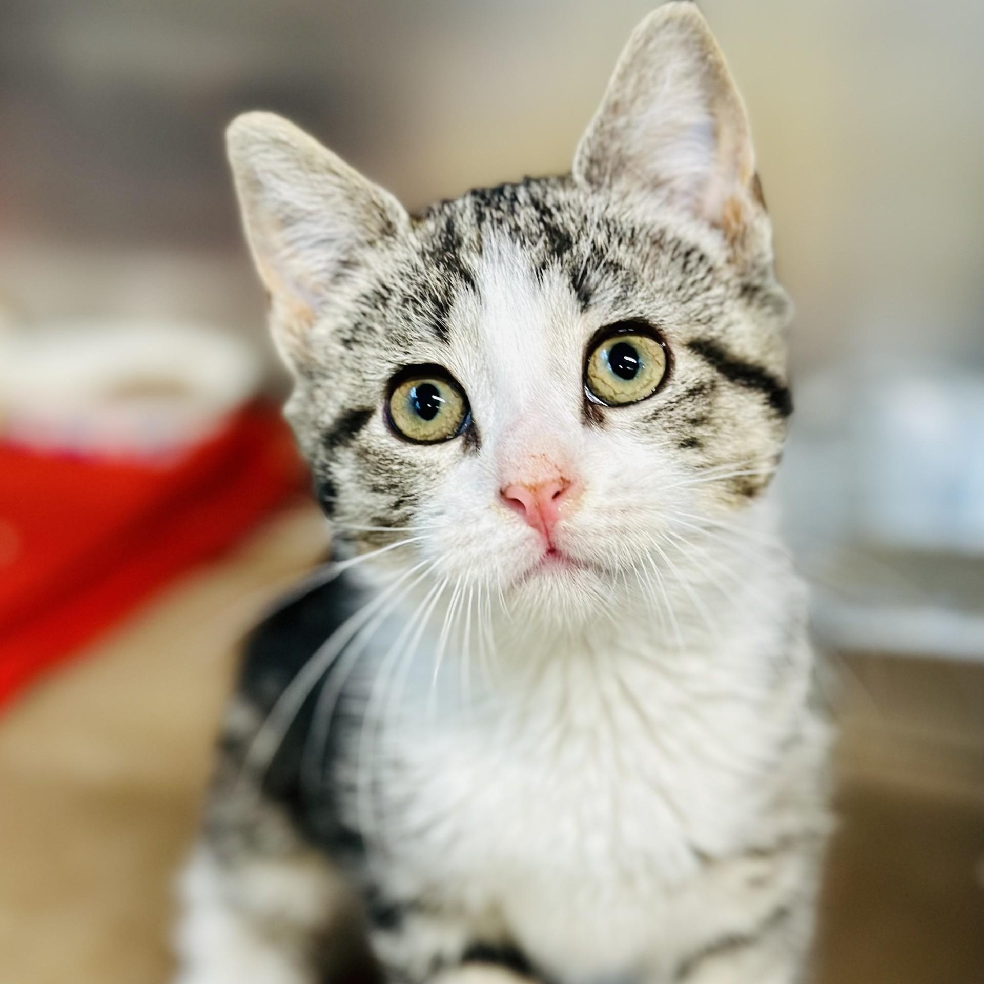 Wanda , a ADOPTABLE Domestic Short Hair in Jackson, NJ image 2/3