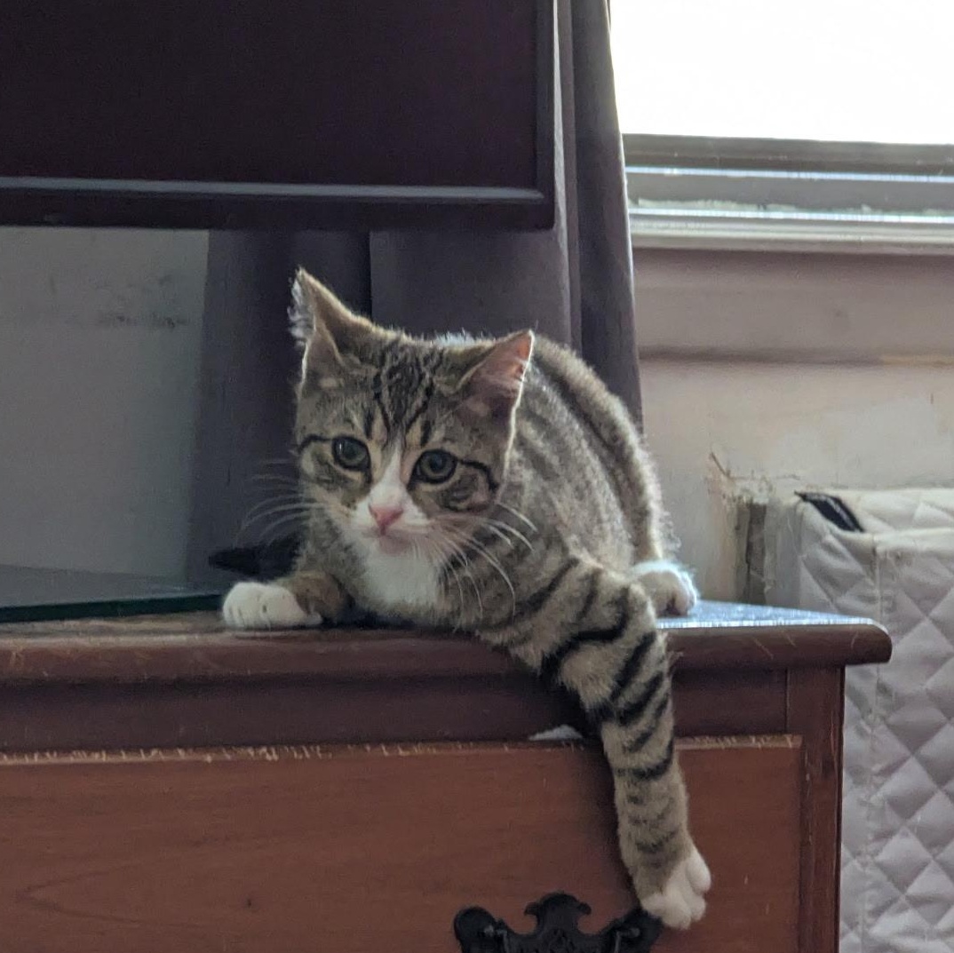 Enlarge Sweet & Spunky Pomegranate, an adopted American Shorthair in Larchmont, NY image 4/6