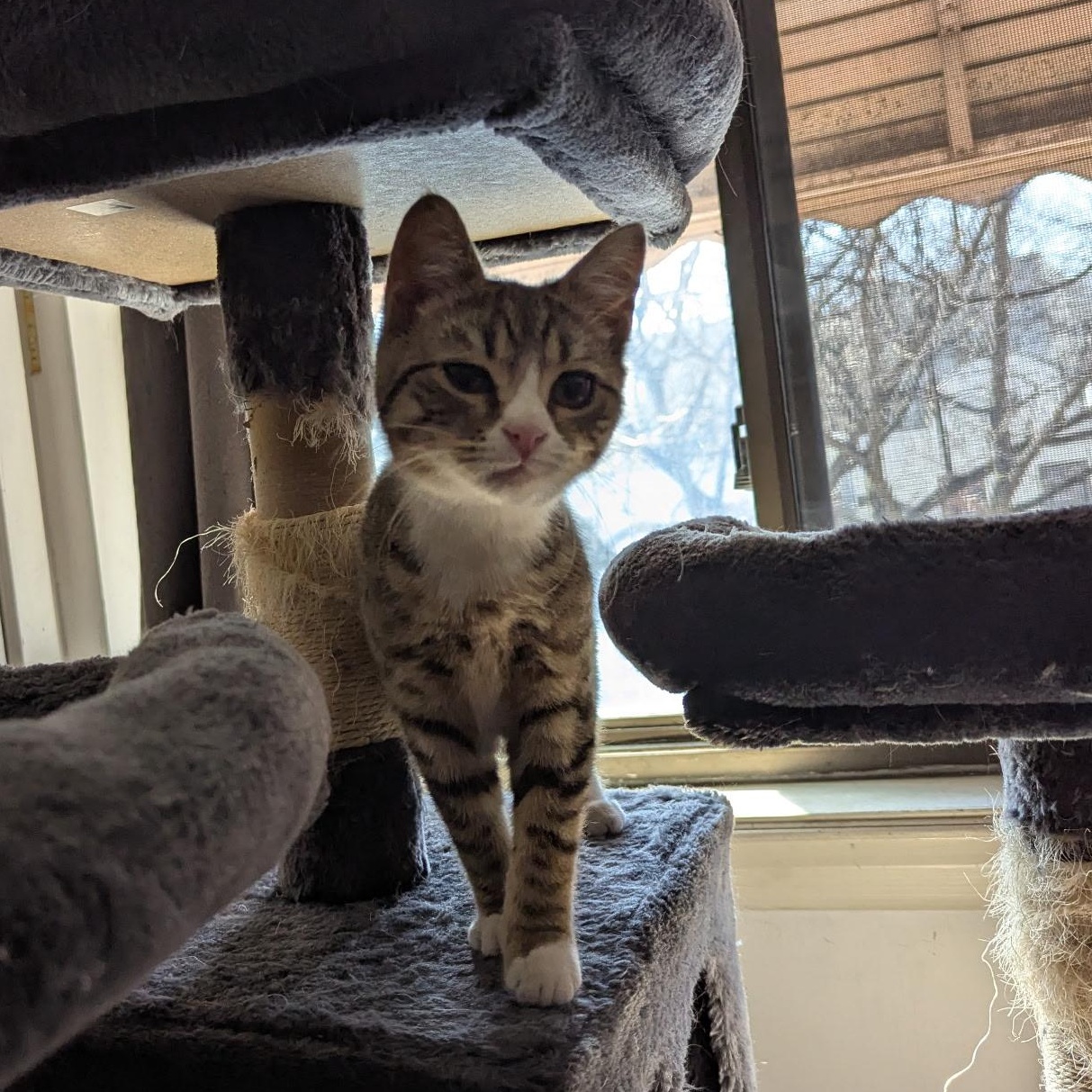 Enlarge Sweet & Spunky Pomegranate, an adopted American Shorthair in Larchmont, NY image 5/6