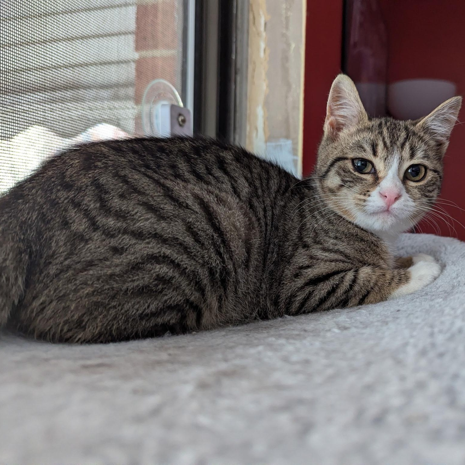 Enlarge Sweet & Spunky Pomegranate, an adopted American Shorthair in Larchmont, NY image 2/6