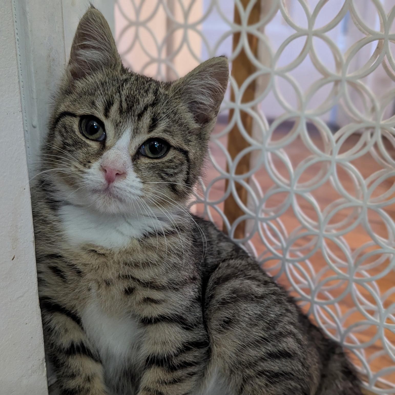 Enlarge Sweet & Spunky Pomegranate, an adopted American Shorthair in Larchmont, NY image 1/6