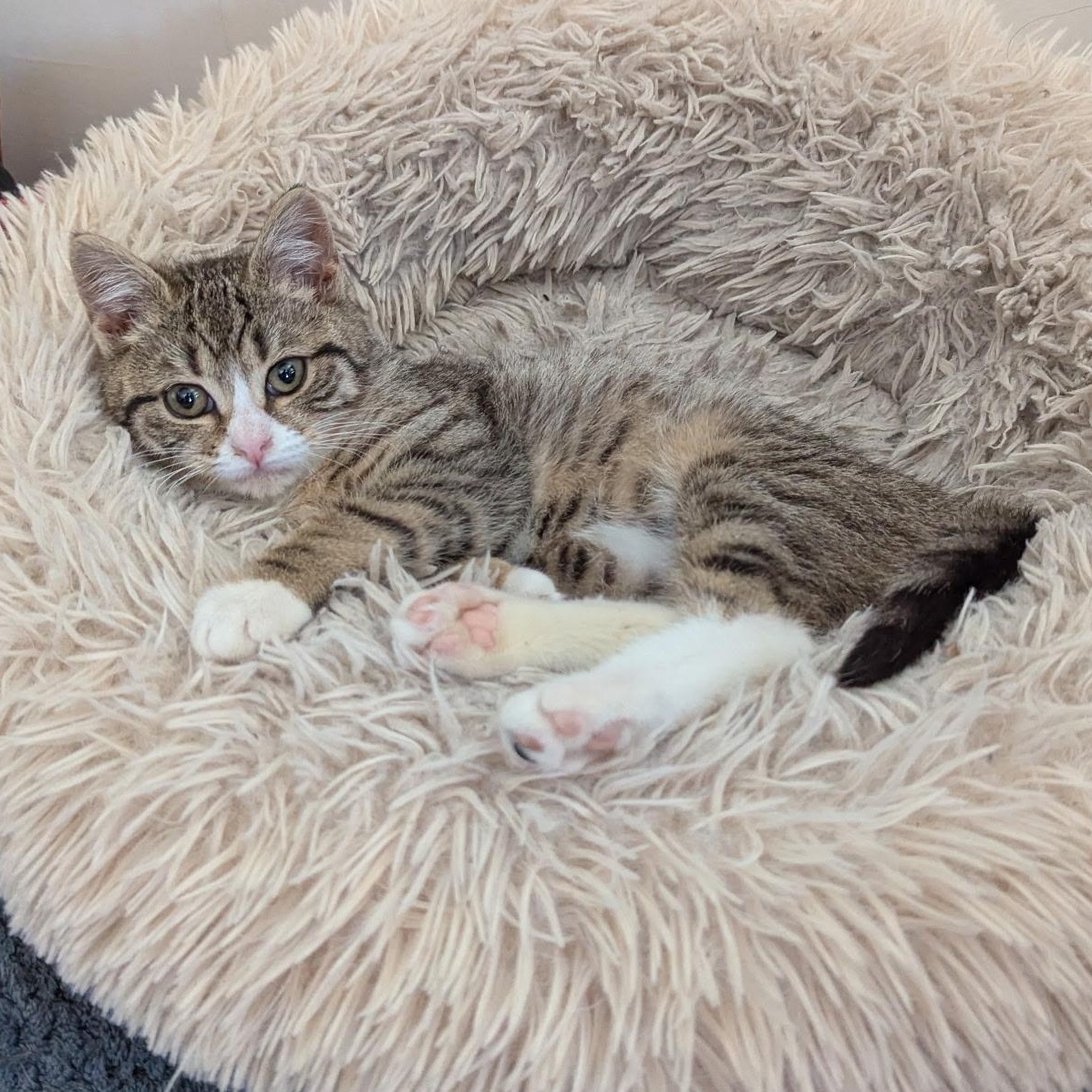 Enlarge Sweet & Spunky Pomegranate, an adopted American Shorthair in Larchmont, NY image 3/6