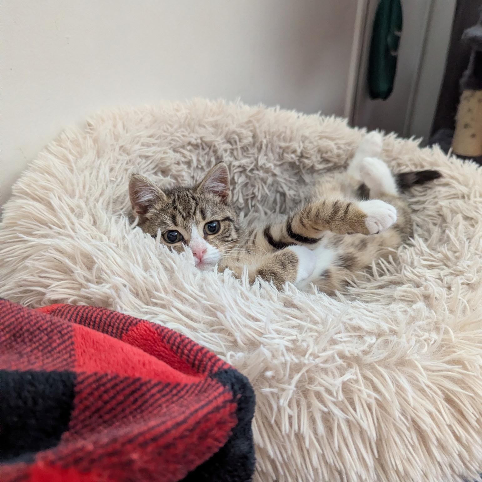 Enlarge Sweet & Spunky Pomegranate, an adopted American Shorthair in Larchmont, NY image 6/6