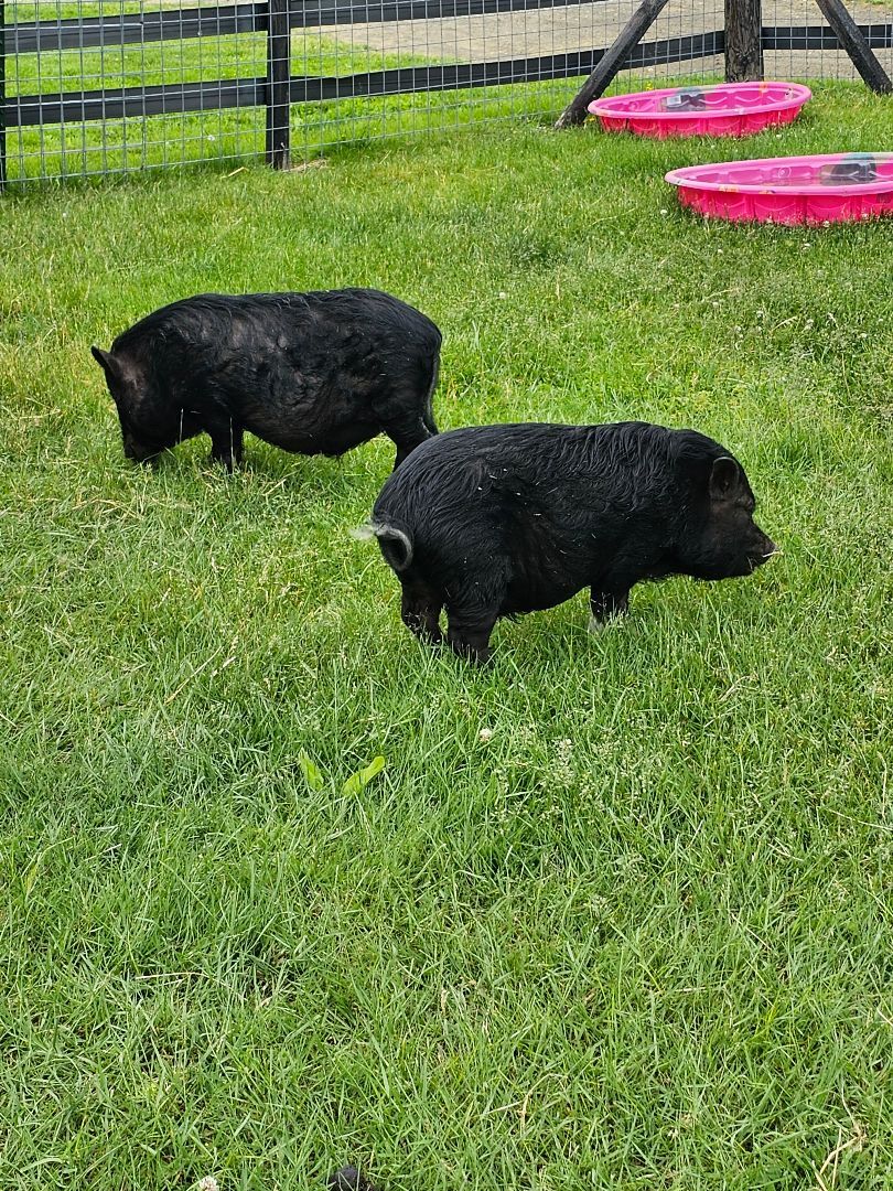 Timon (black with white feet) Pumba (all black), a Adoptable Pig in Chrisney, IN image 1/10